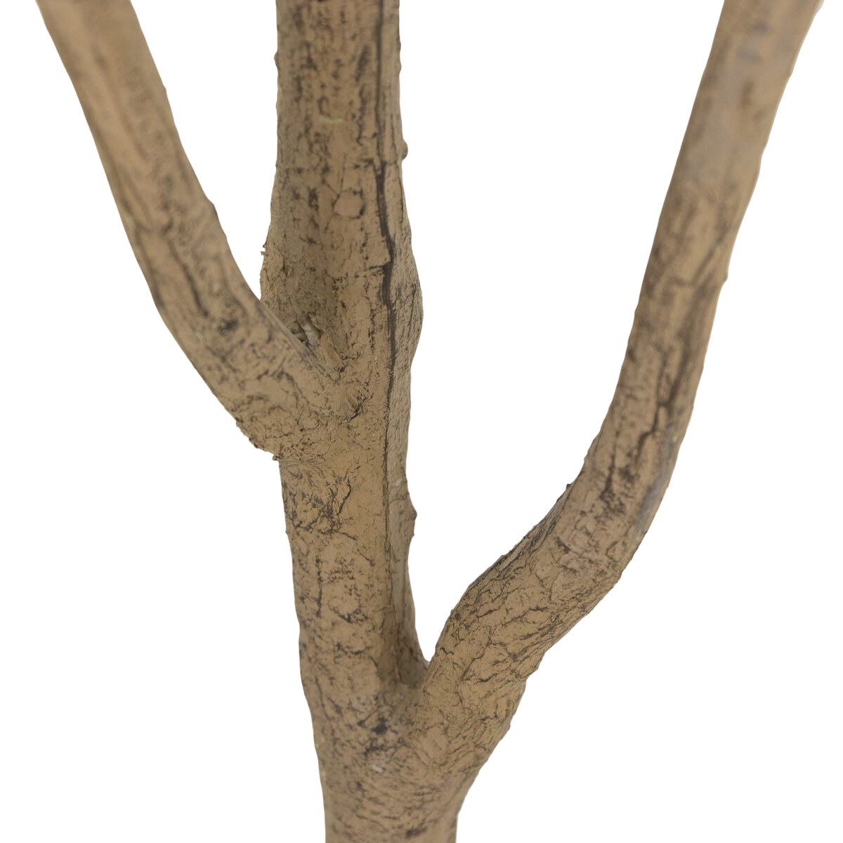 7' Eucalyptus Tree