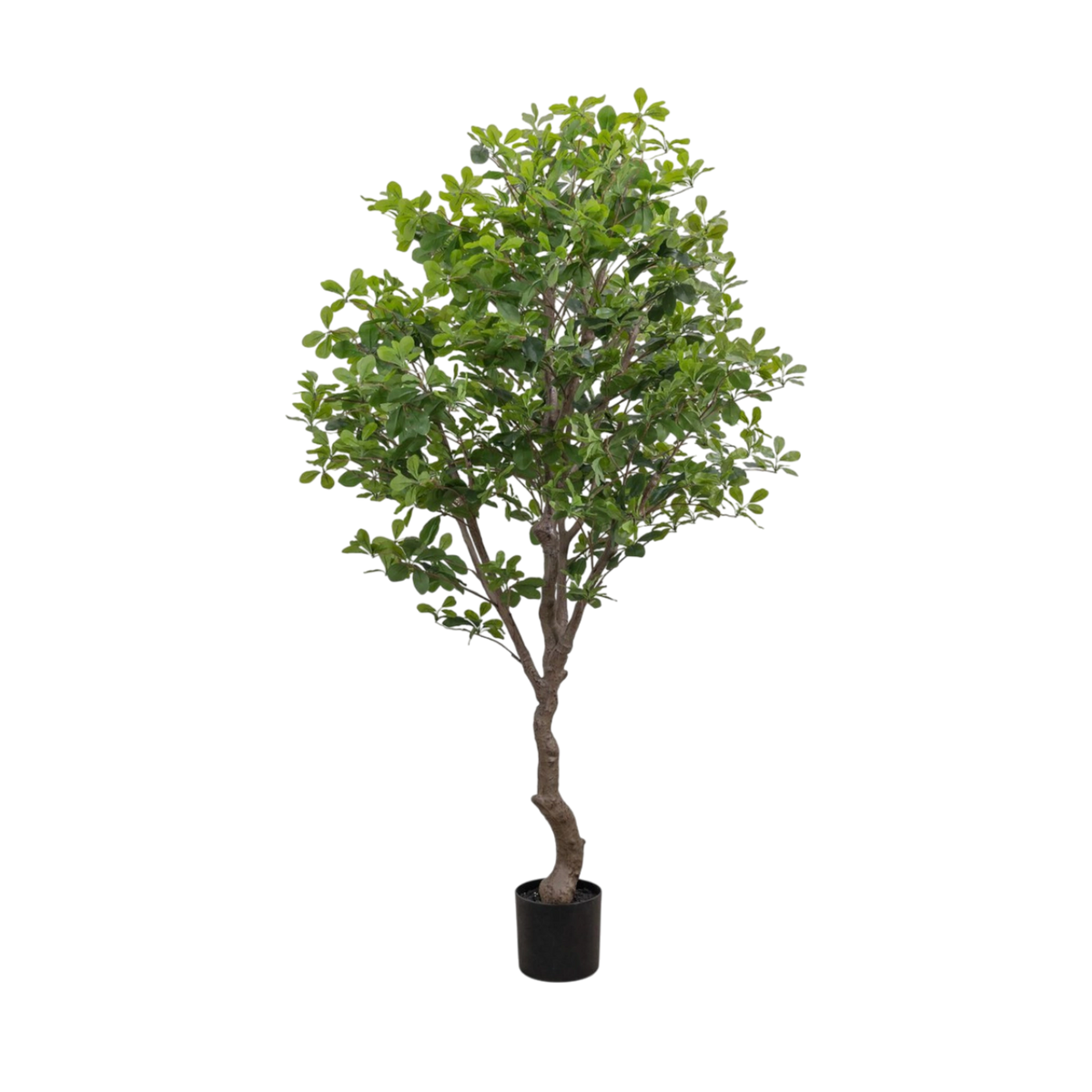 6' Aralia Tree