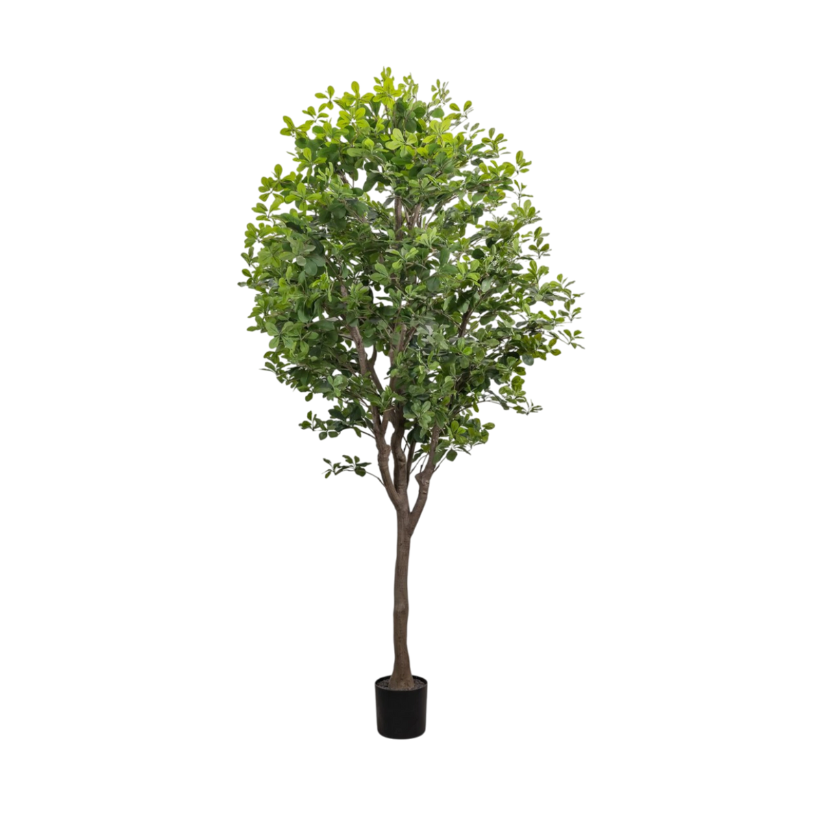 8' Aralia Tree