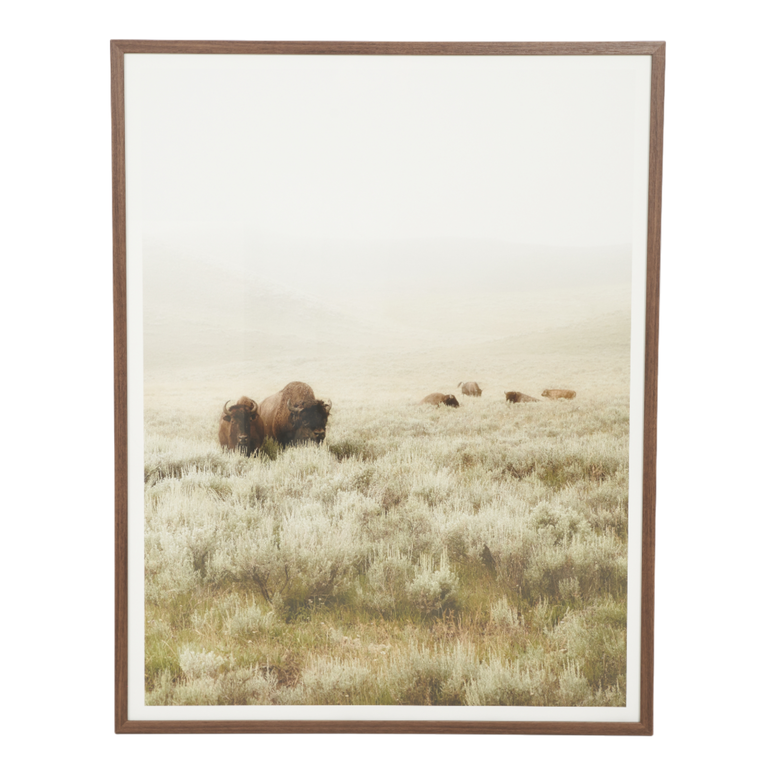 Grazing Buffalo II