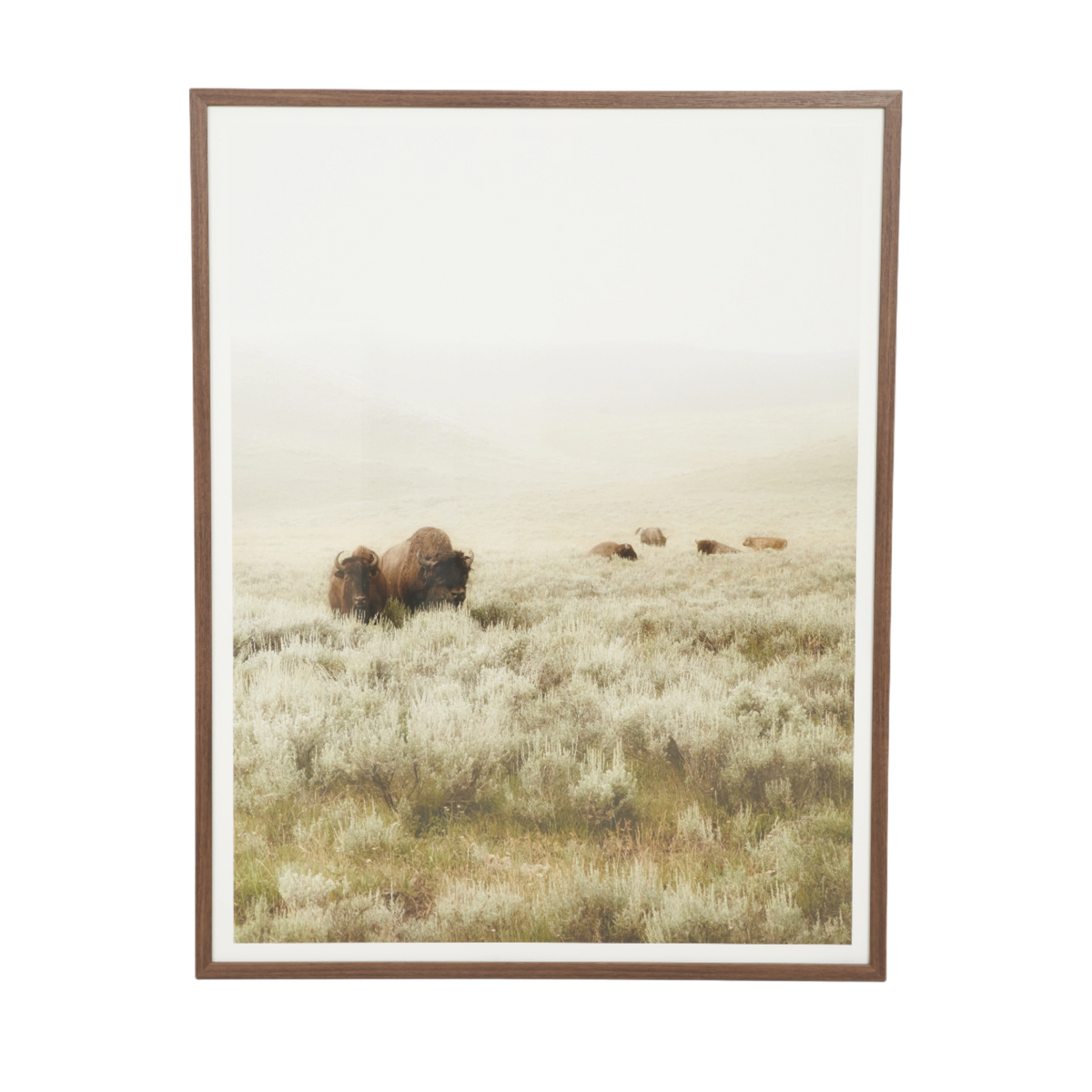 Grazing Buffalo II
