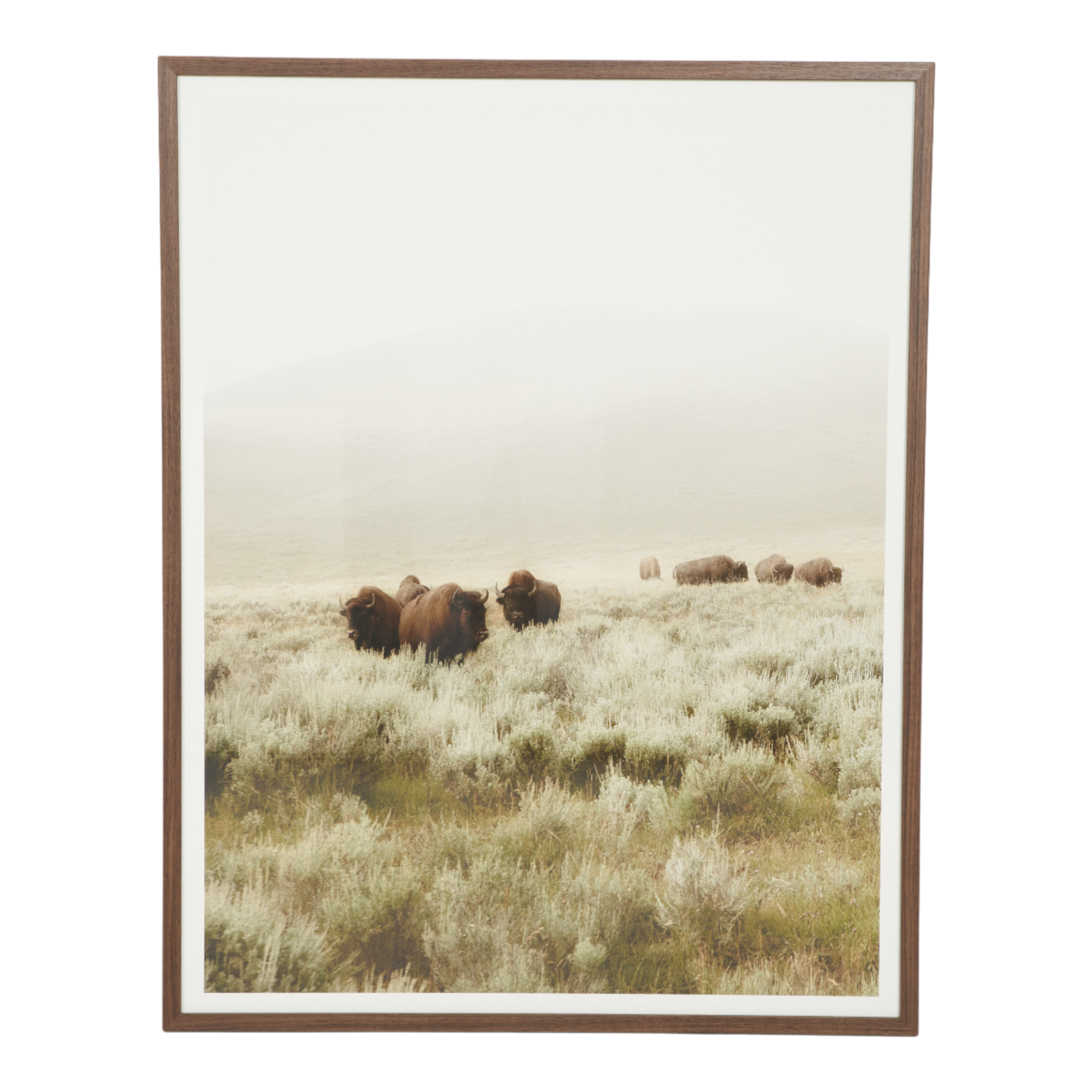 Grazing Buffalo I