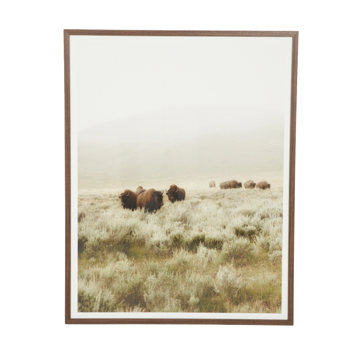 Grazing Buffalo I