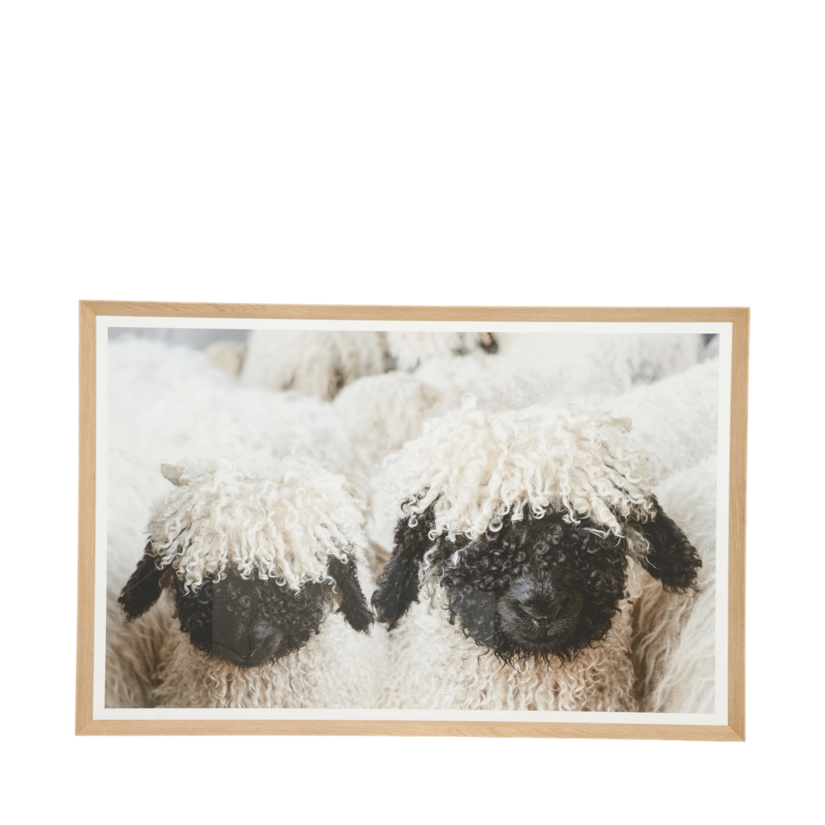 Valais Sheep