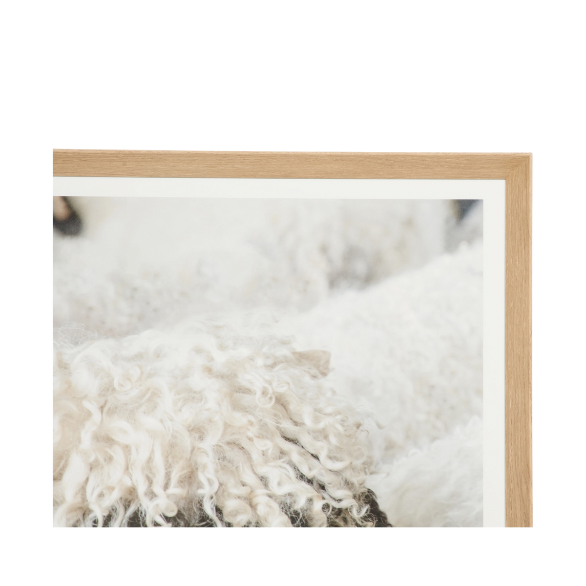 Valais Sheep
