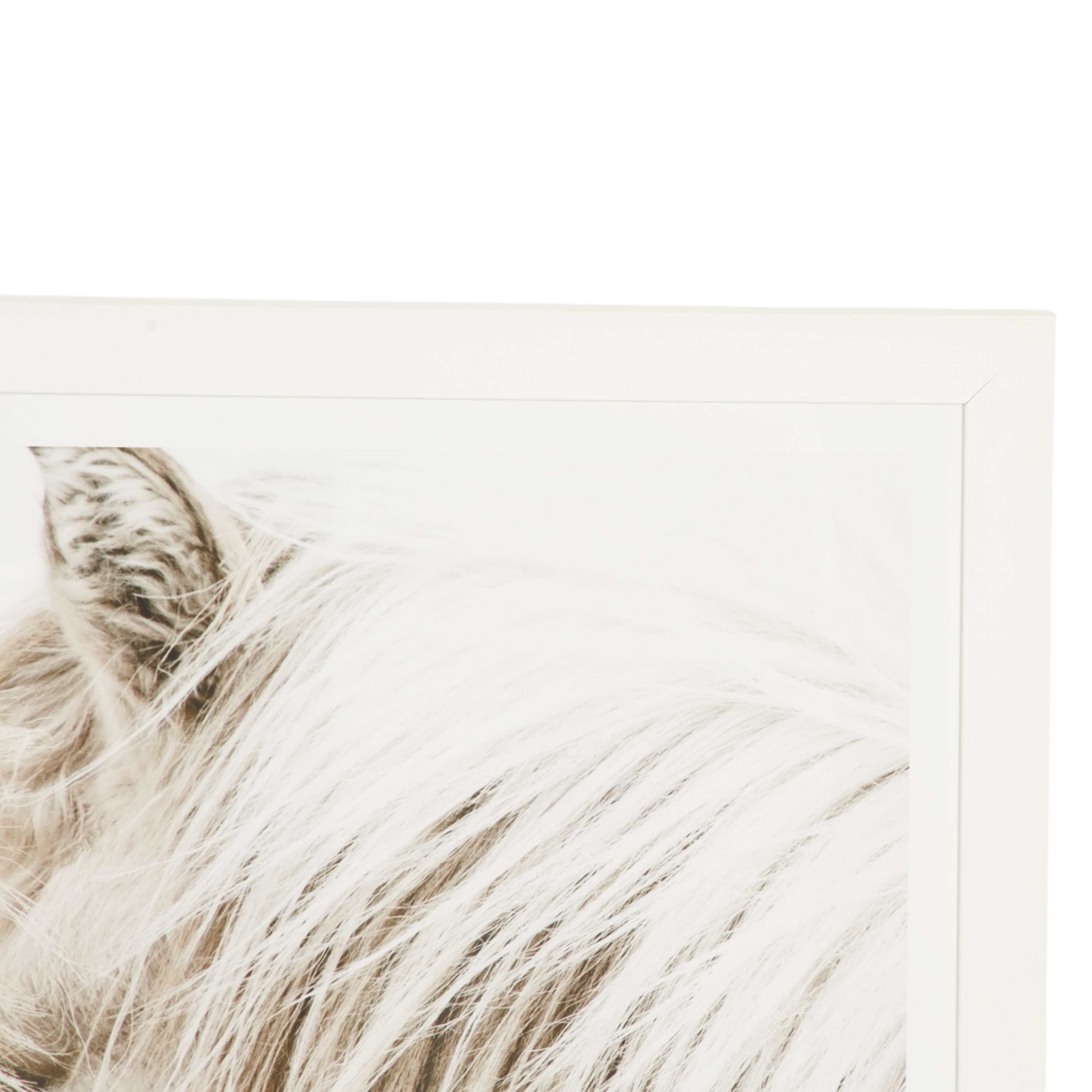 Gentle Ponies