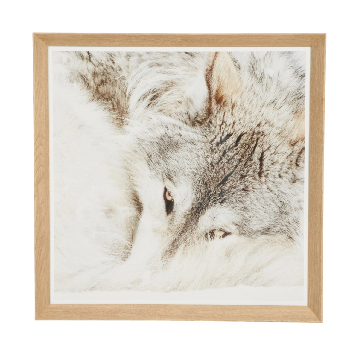 Resting Wolf