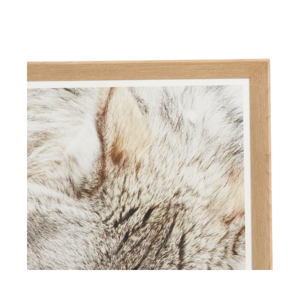 Resting Wolf