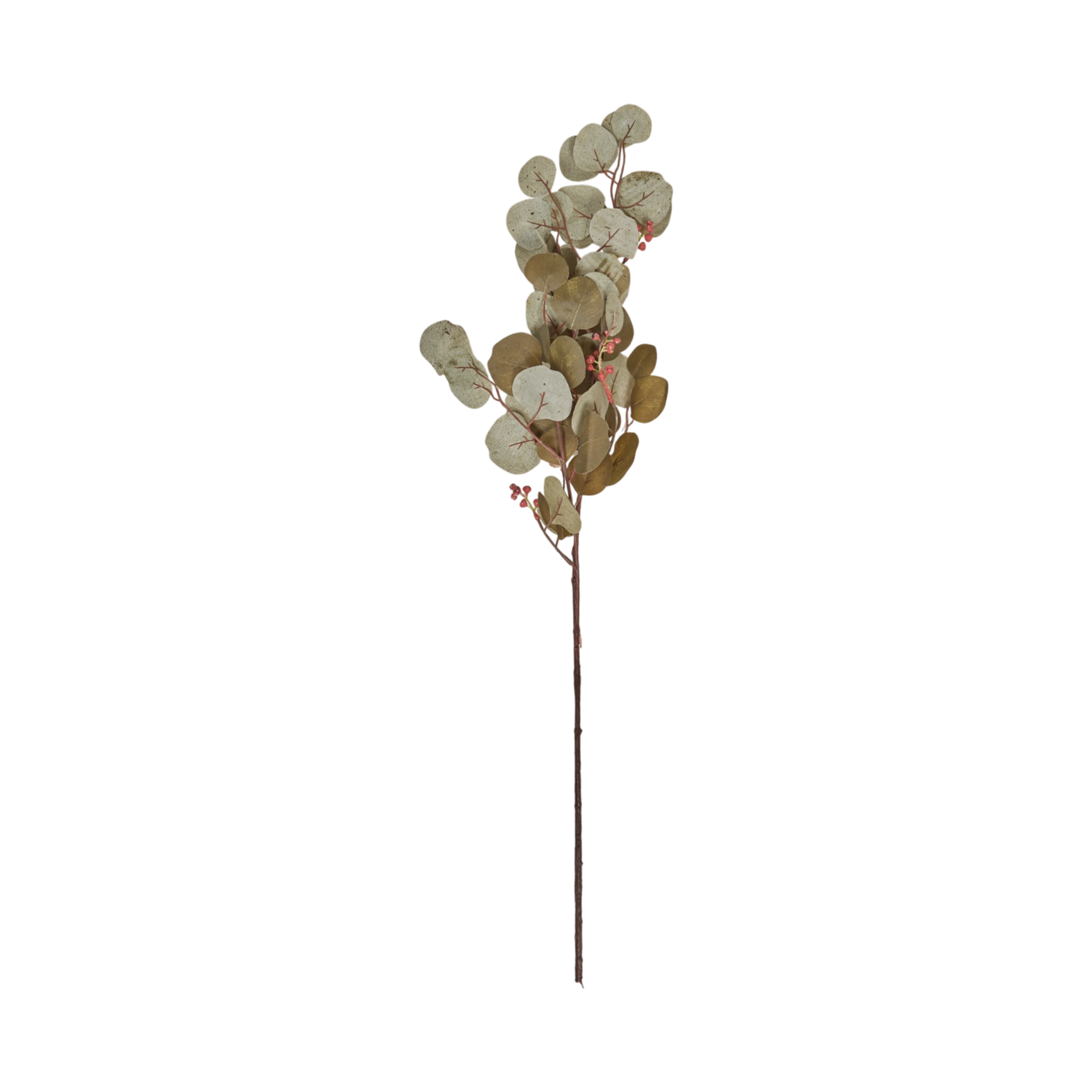 Eucalyptus Stem