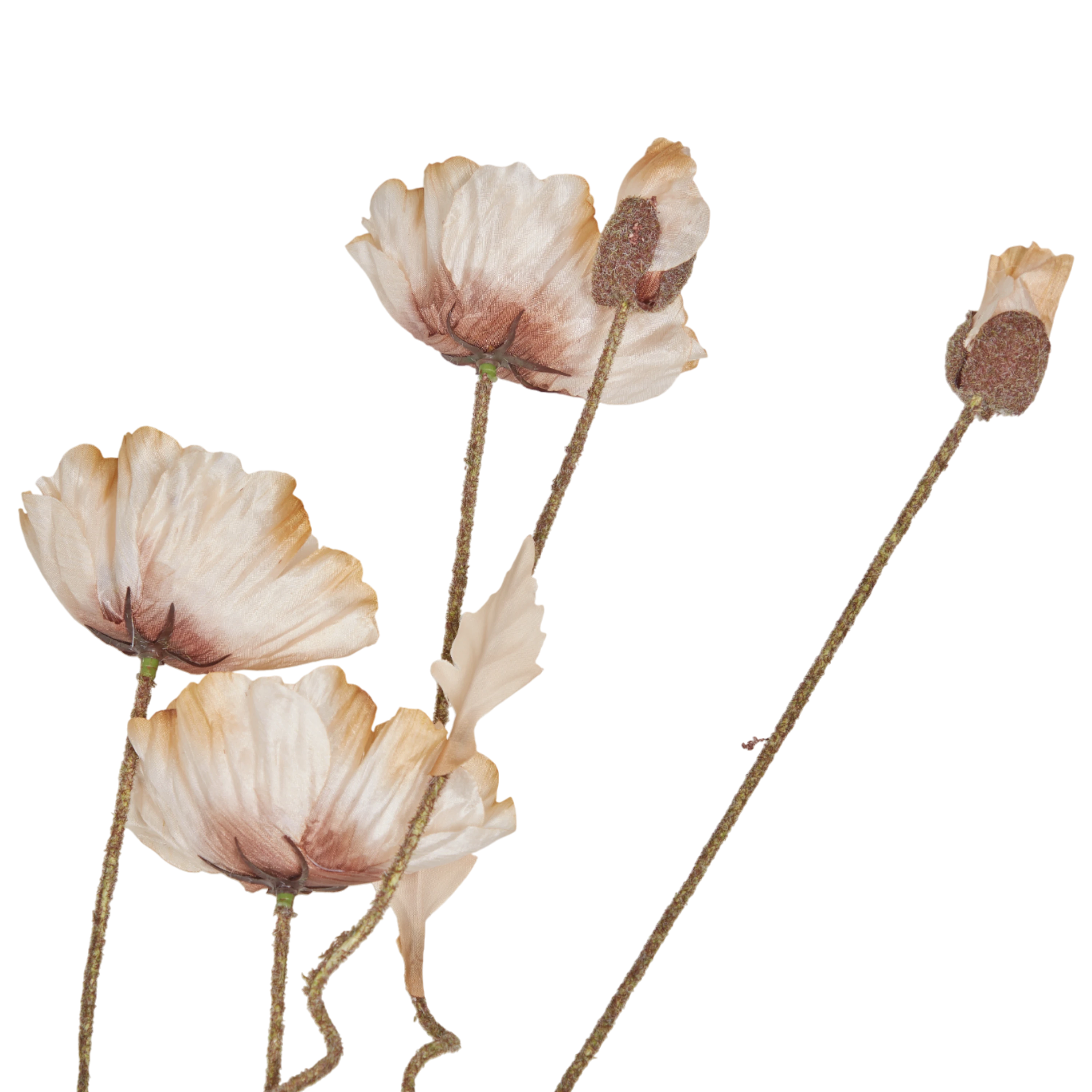 Poppy Stem