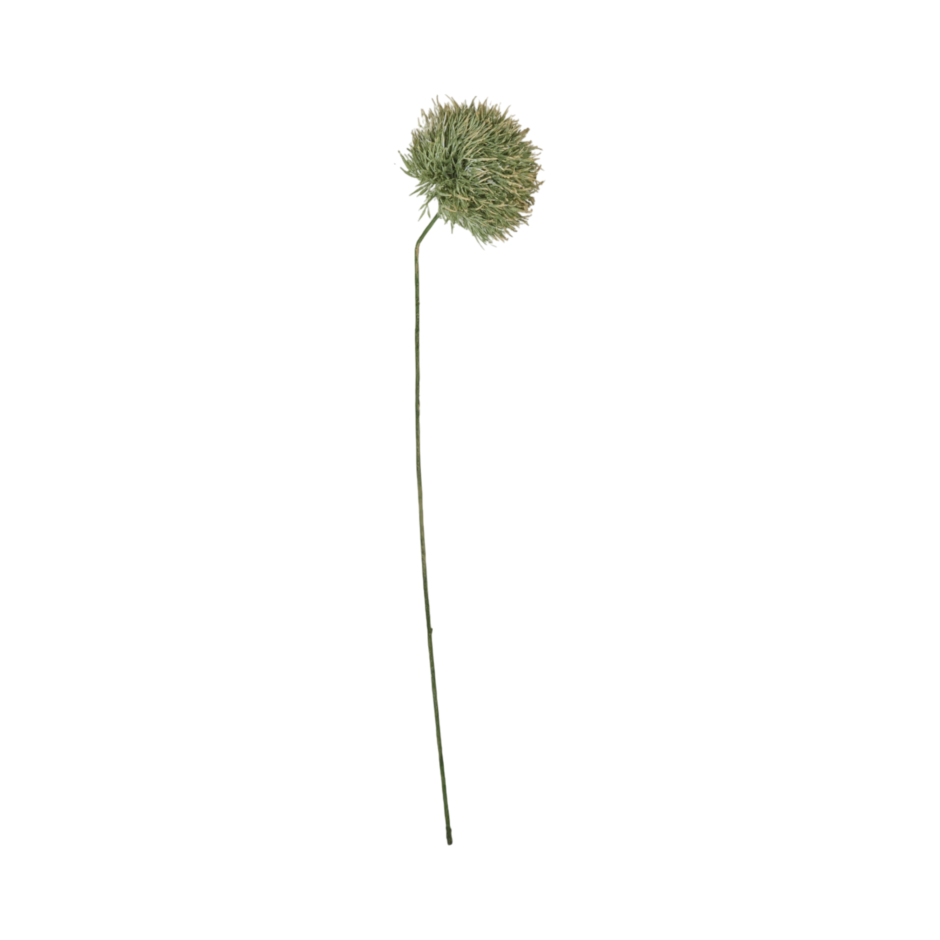 Allium Stem