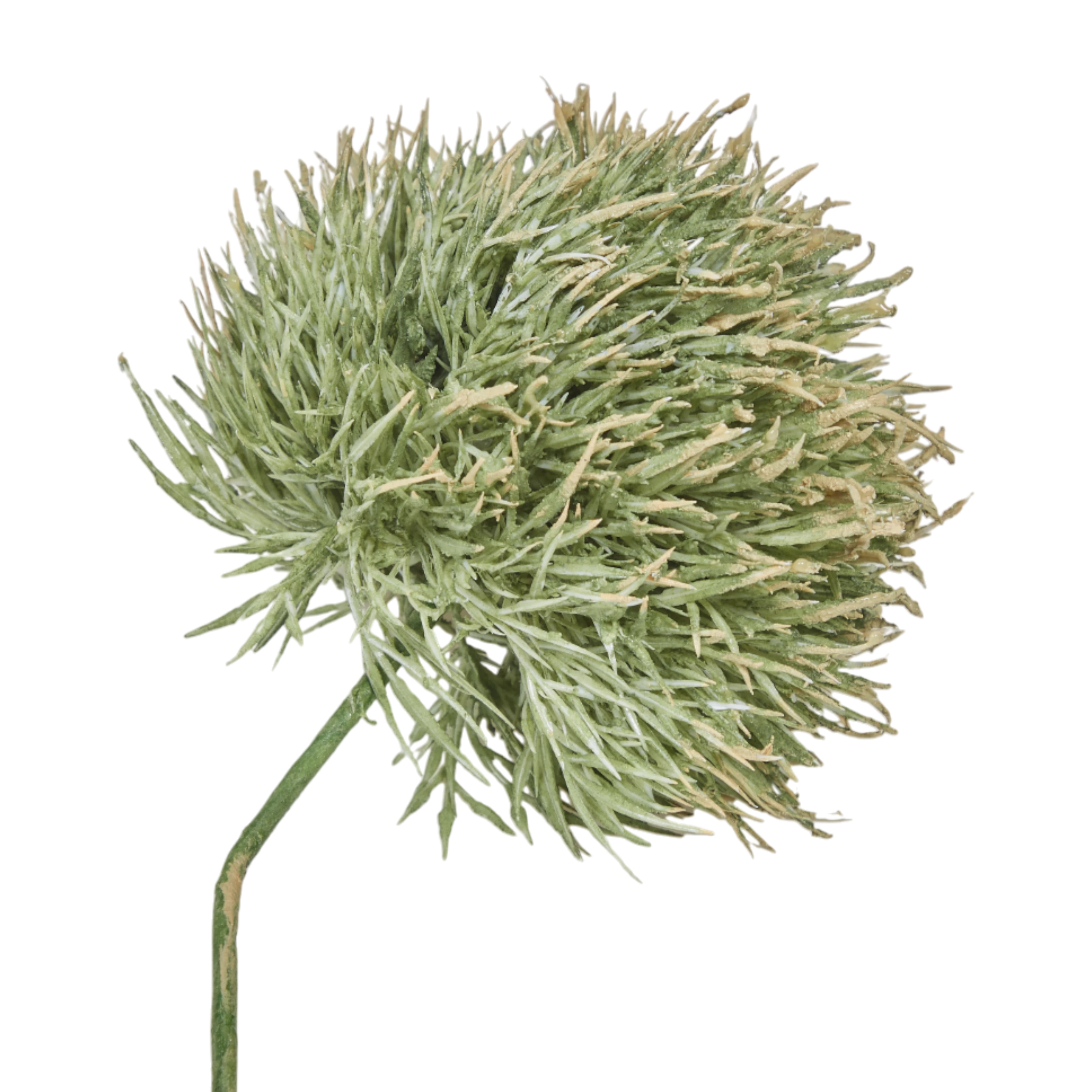 Allium Stem