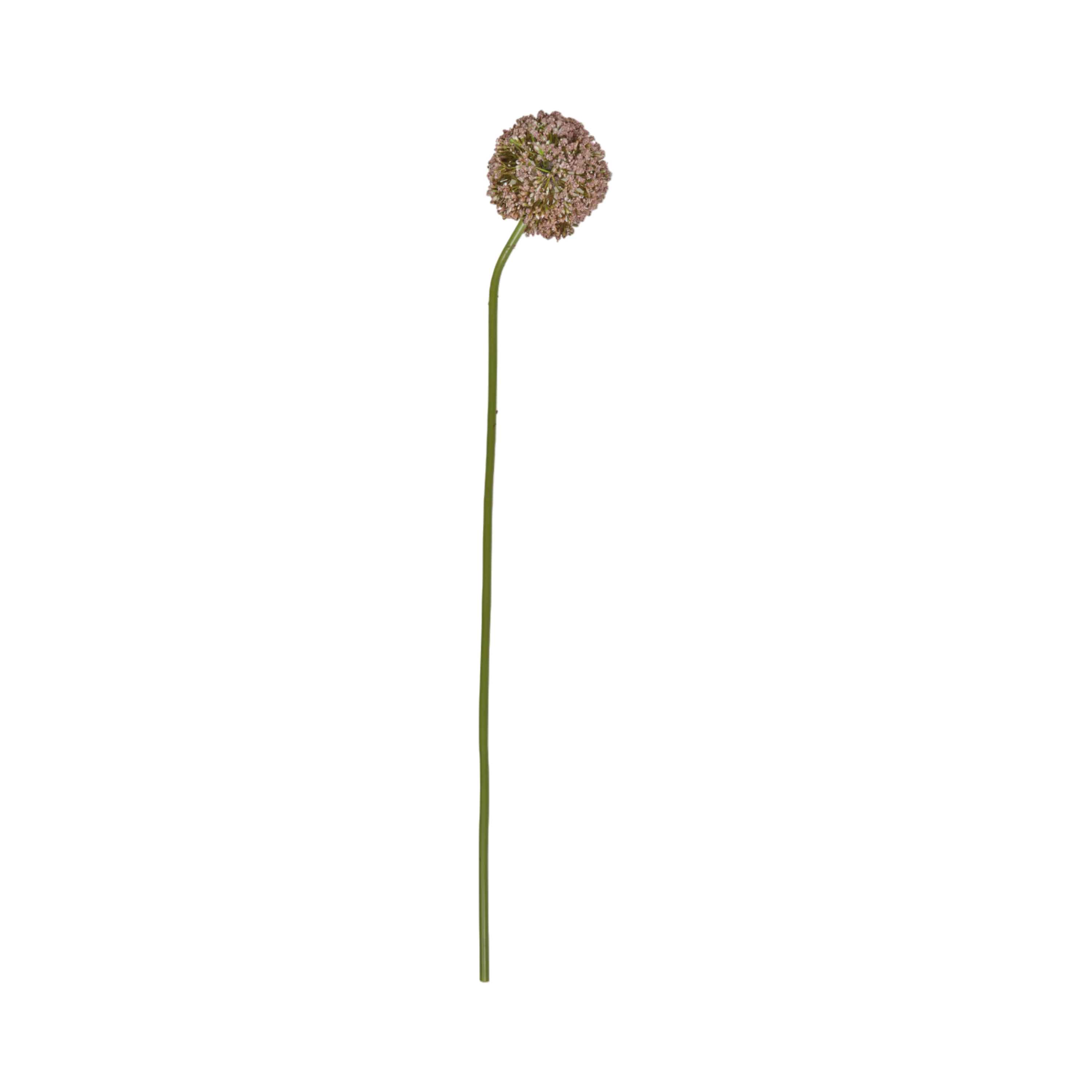 Allium Stem