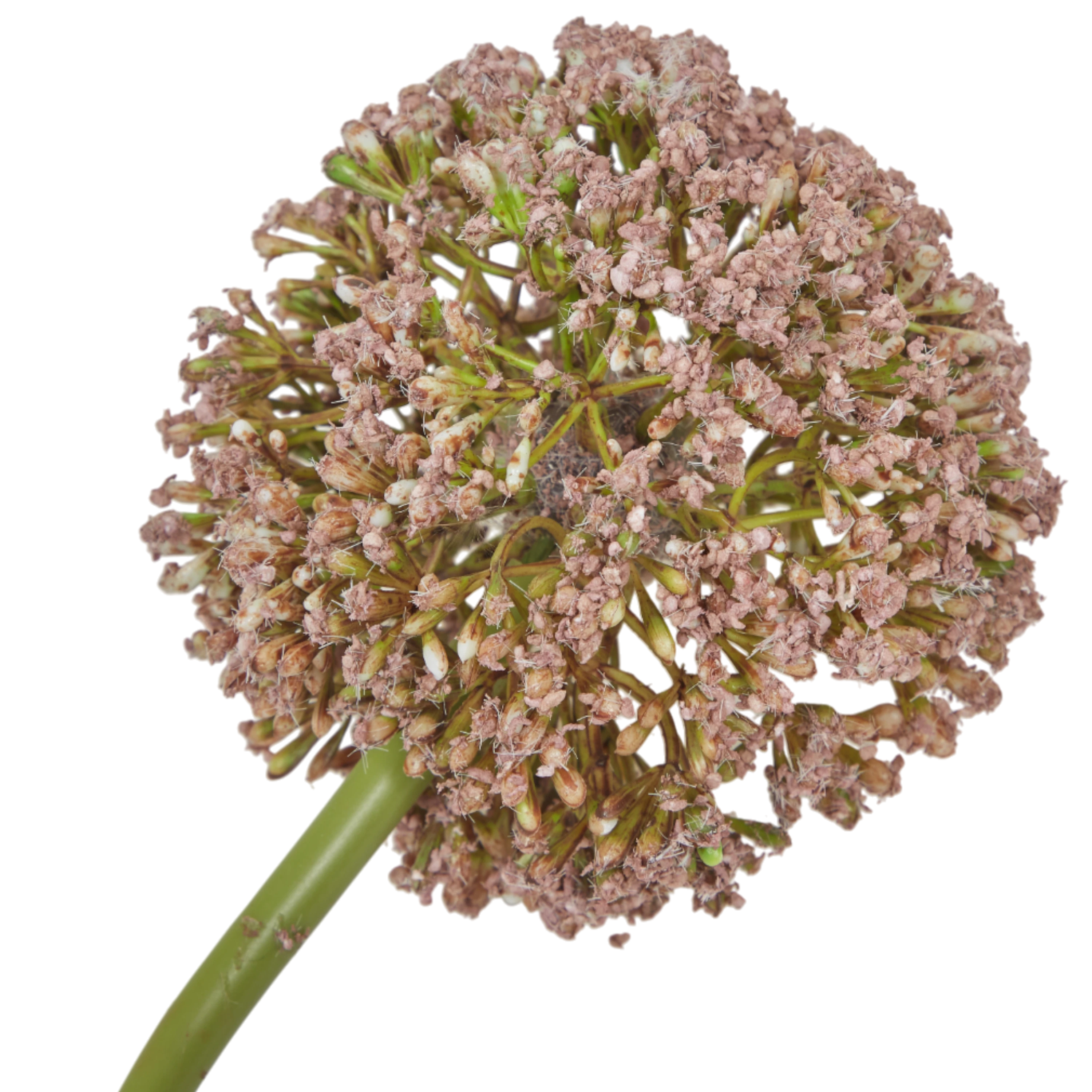 Allium Stem