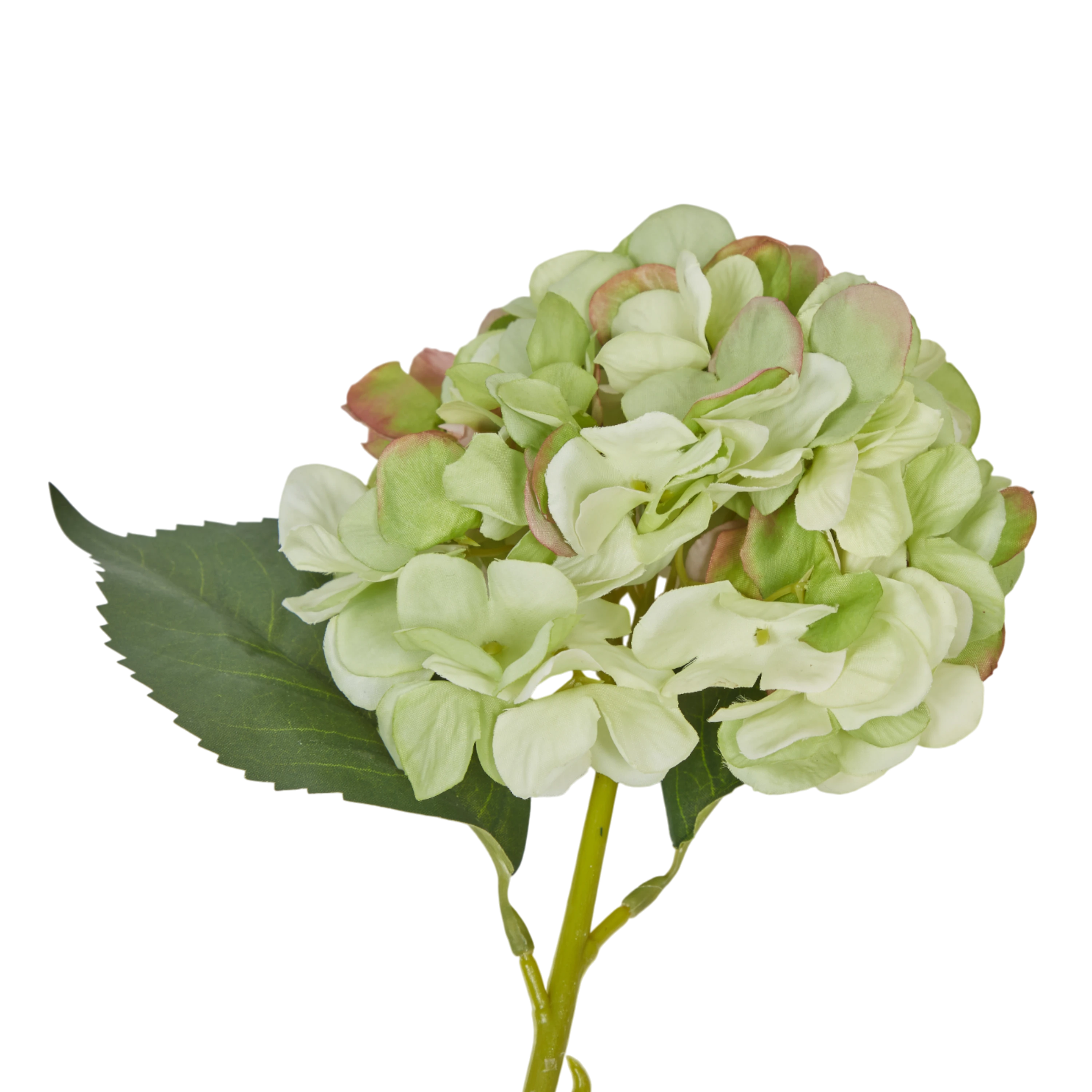 Hydrangea Stem