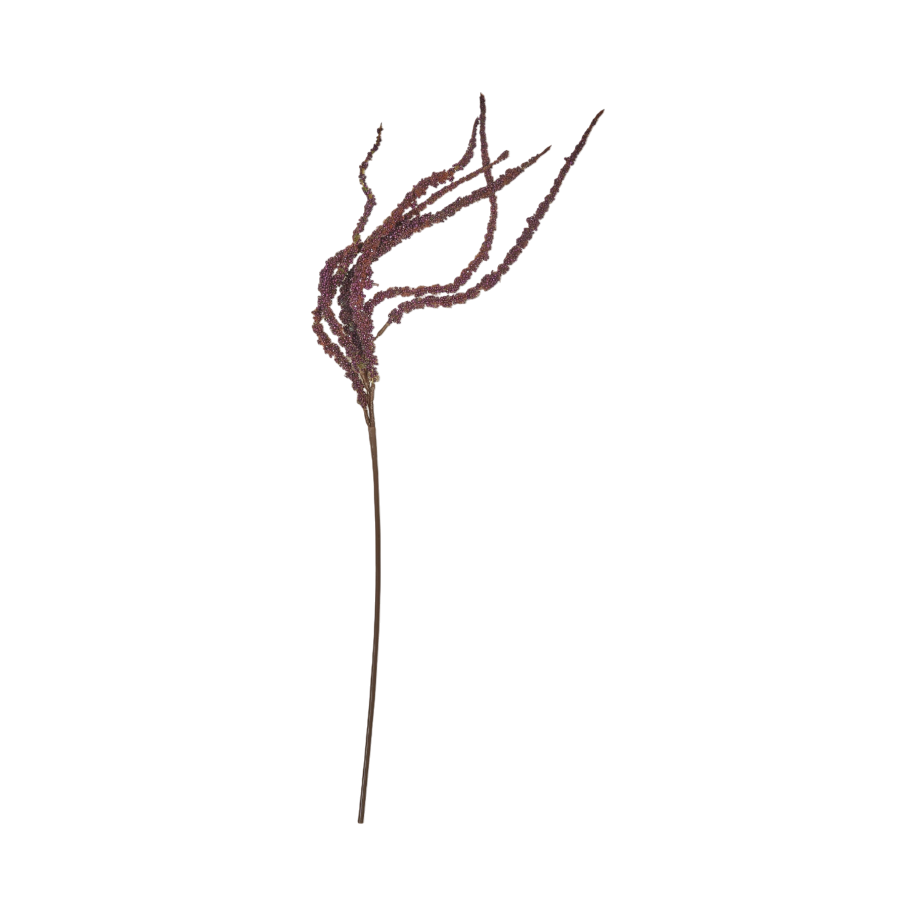 Foxtail Stem
