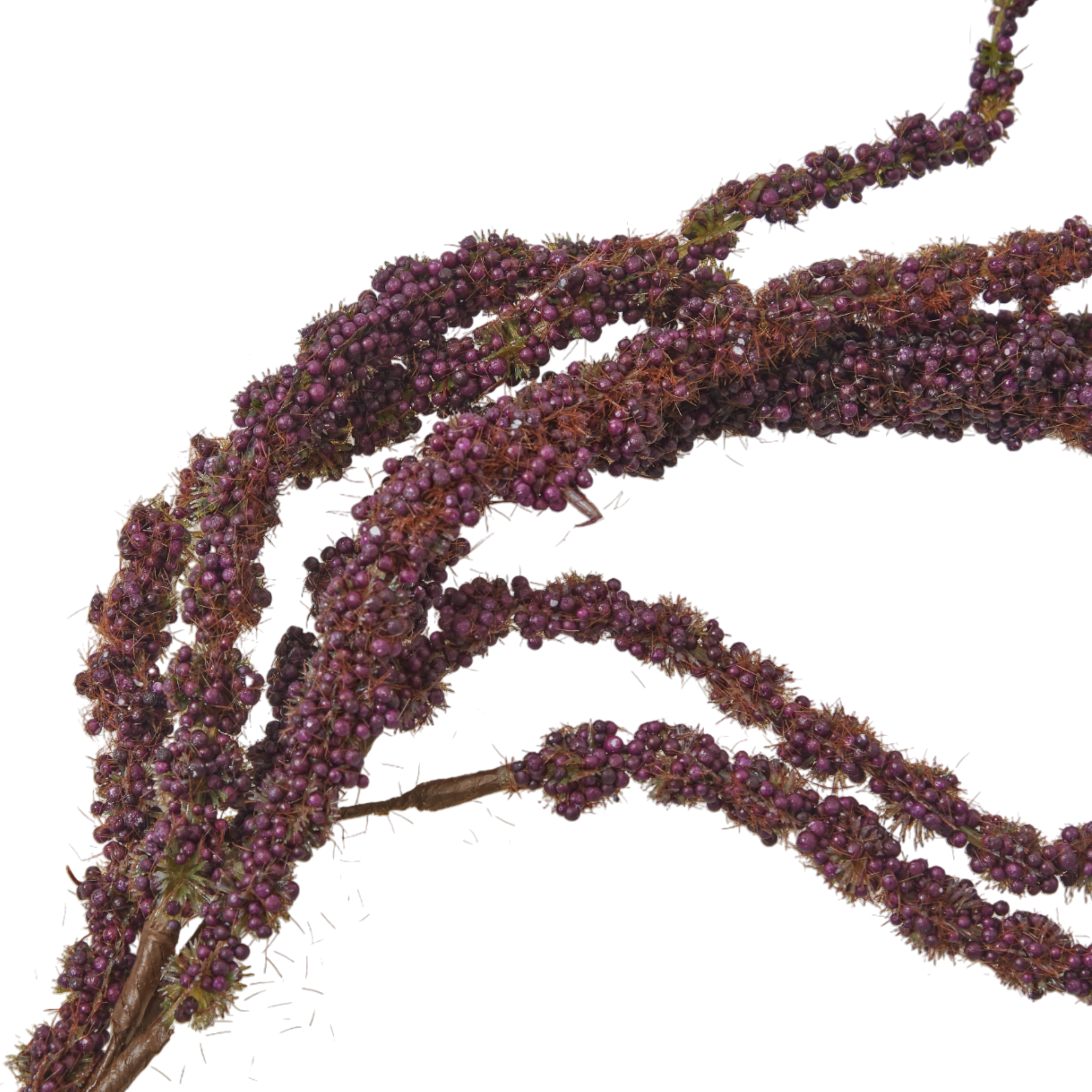 Foxtail Stem