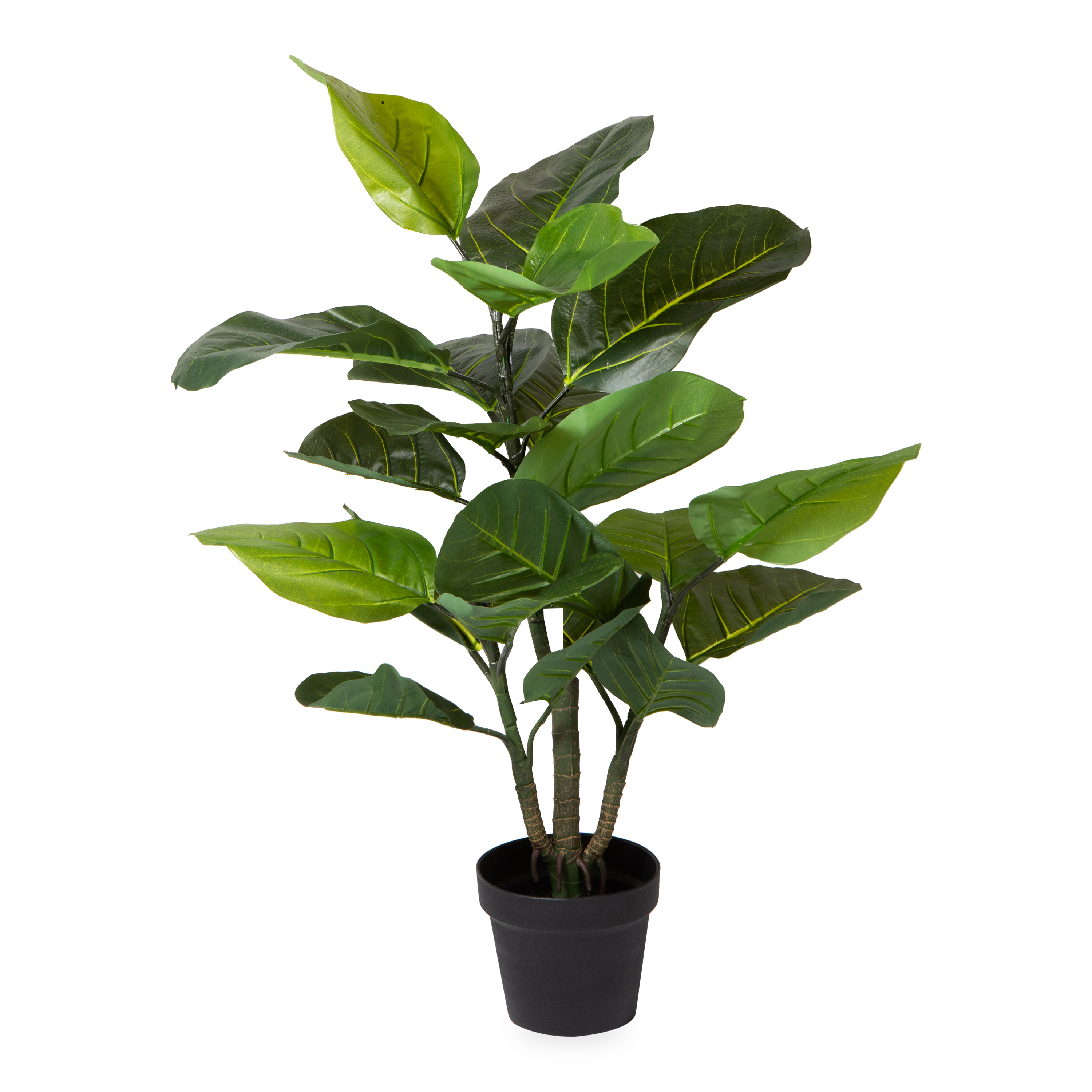 The Rubber Plant adds a tropical vibe to your space with big green leaves and stems.
