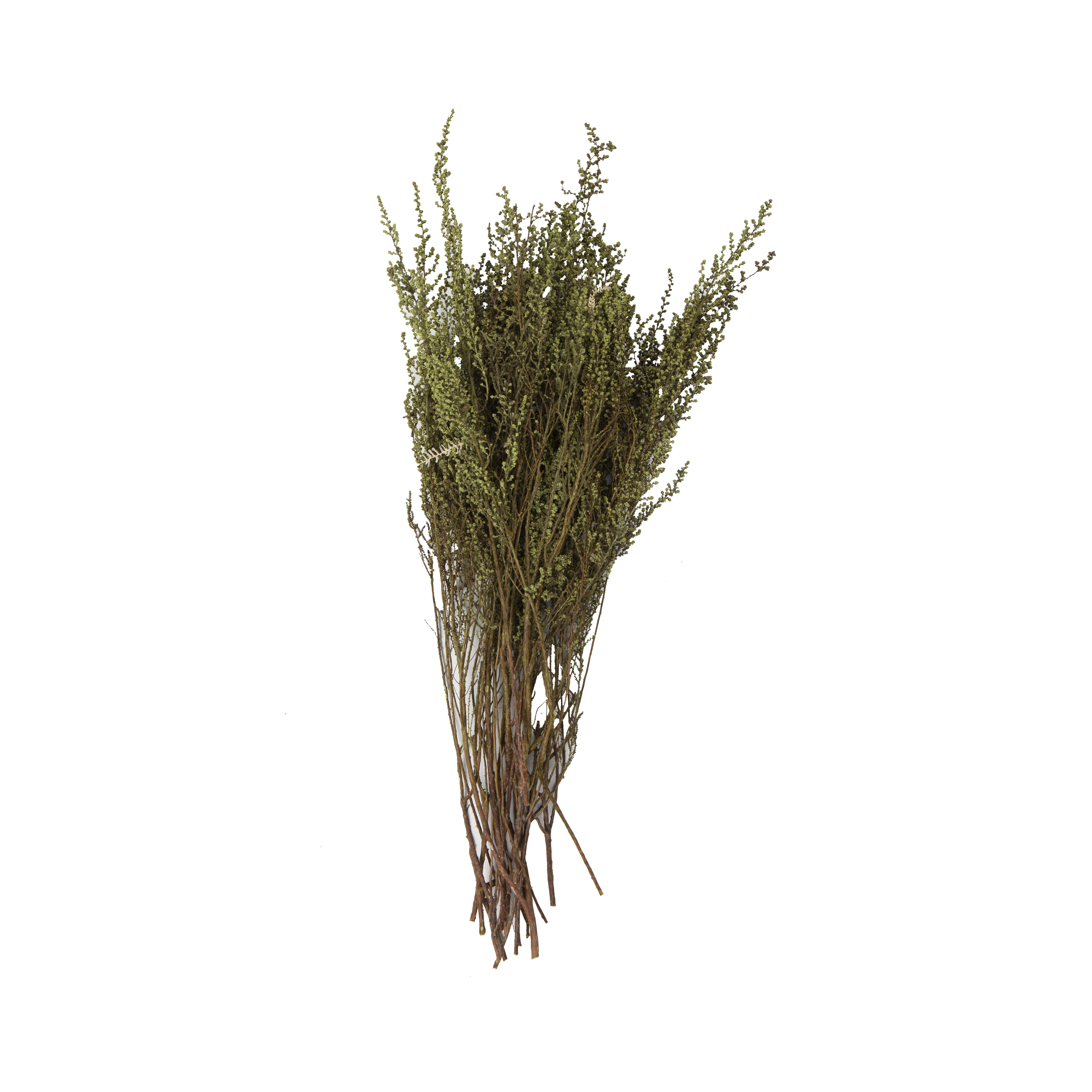Natural Botanicals Collection: Mkt's selection of preserved and dyed greenery, vines and grasses are sourced from varying regions around the world.