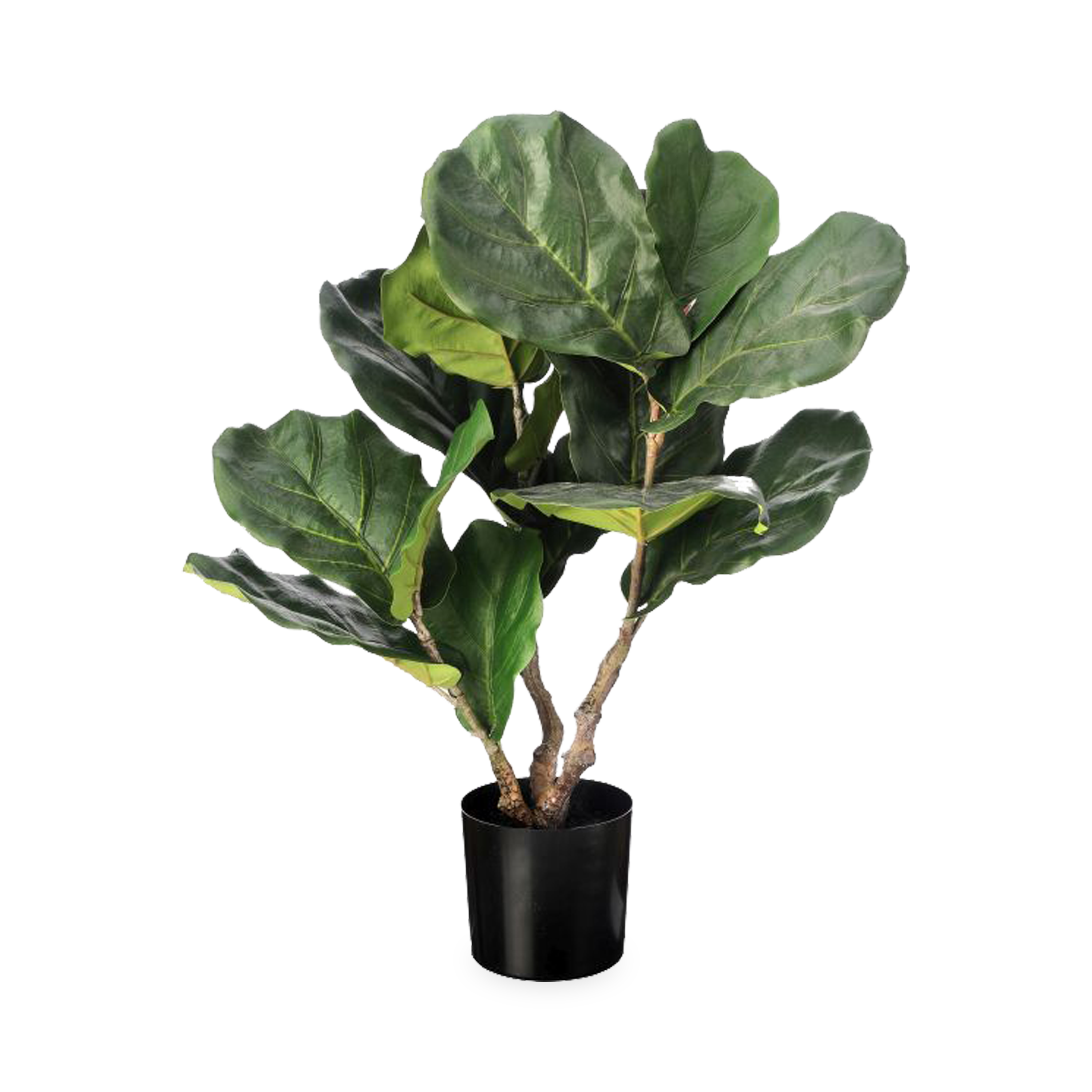 A beautiful faux Green Fiddle Leaf Plant in Pot features a full appearance with beautifully scattered leaves throughout.