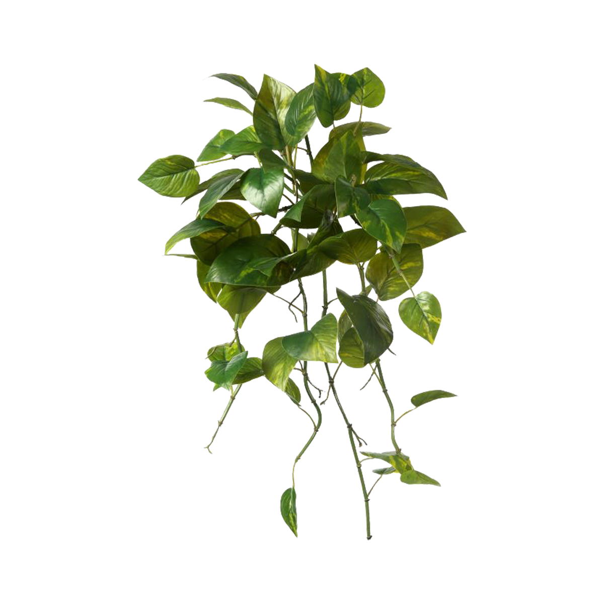 pothos bush Mkt, Green Pothos Bush
