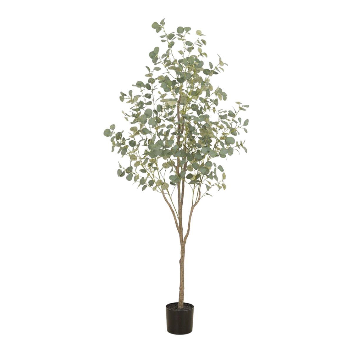 7' Eucalyptus Tree
