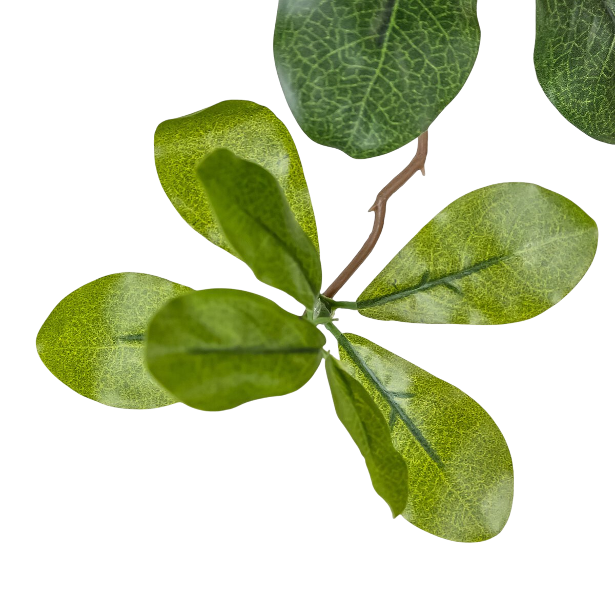 8' Aralia Tree