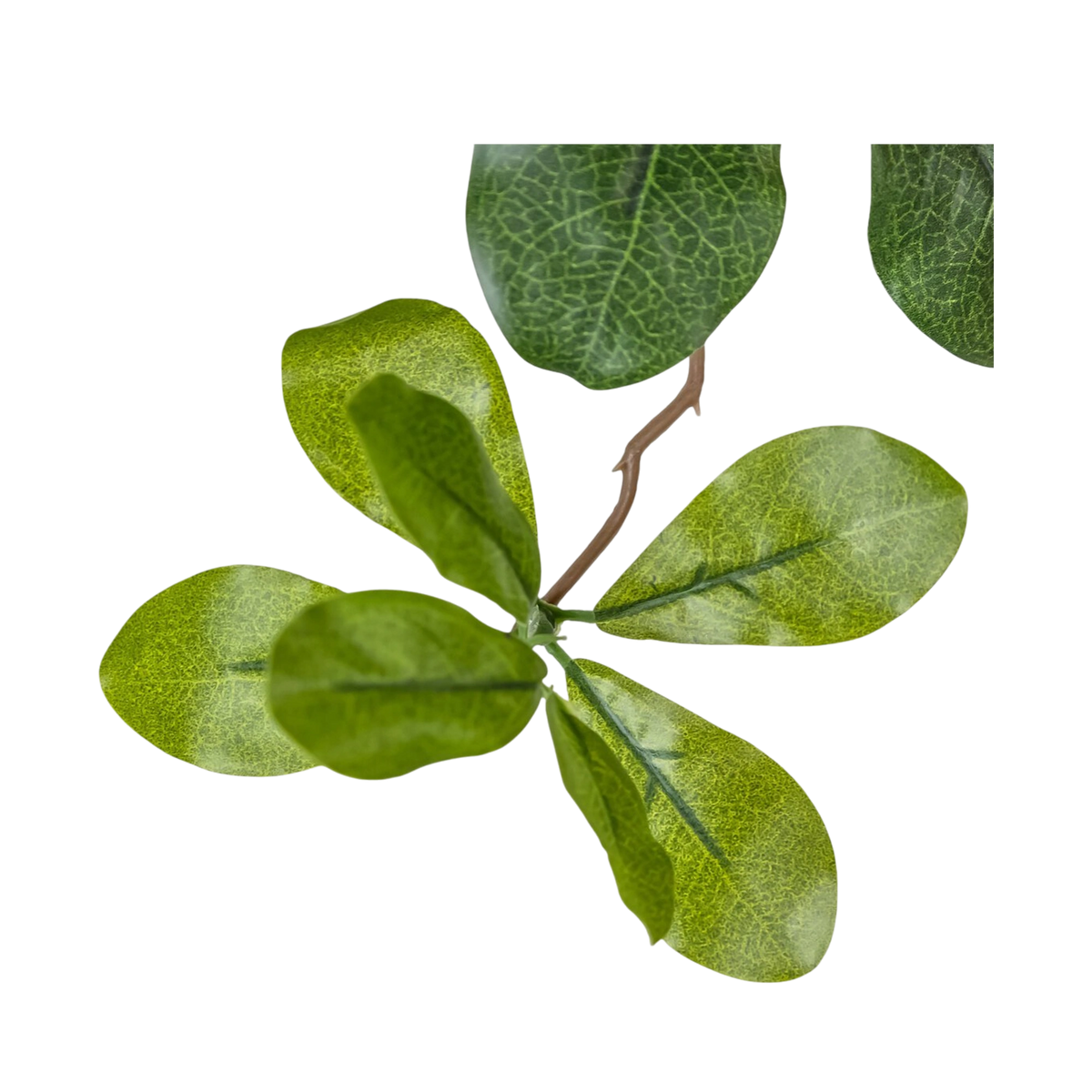 8' Aralia Tree