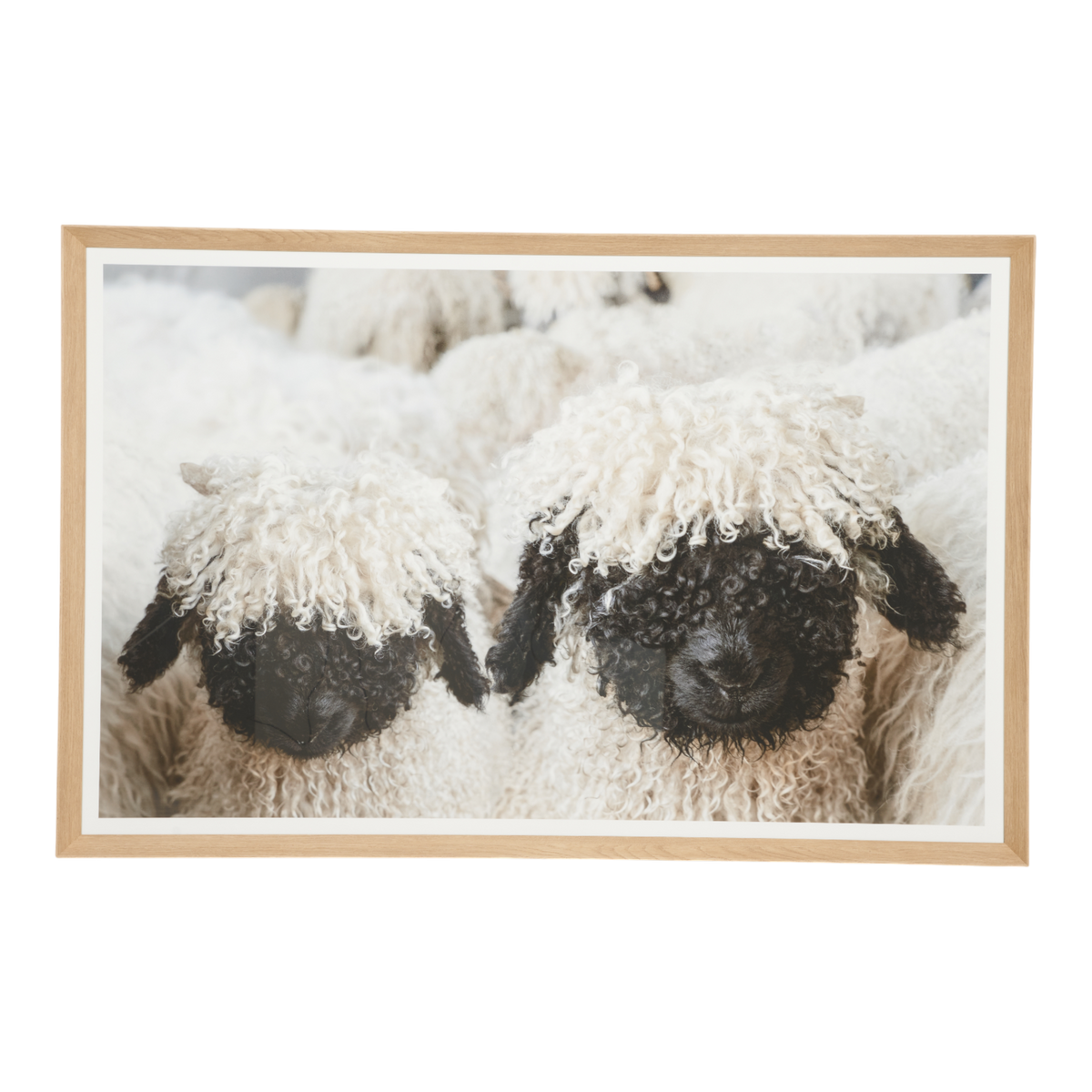 Valais Sheep