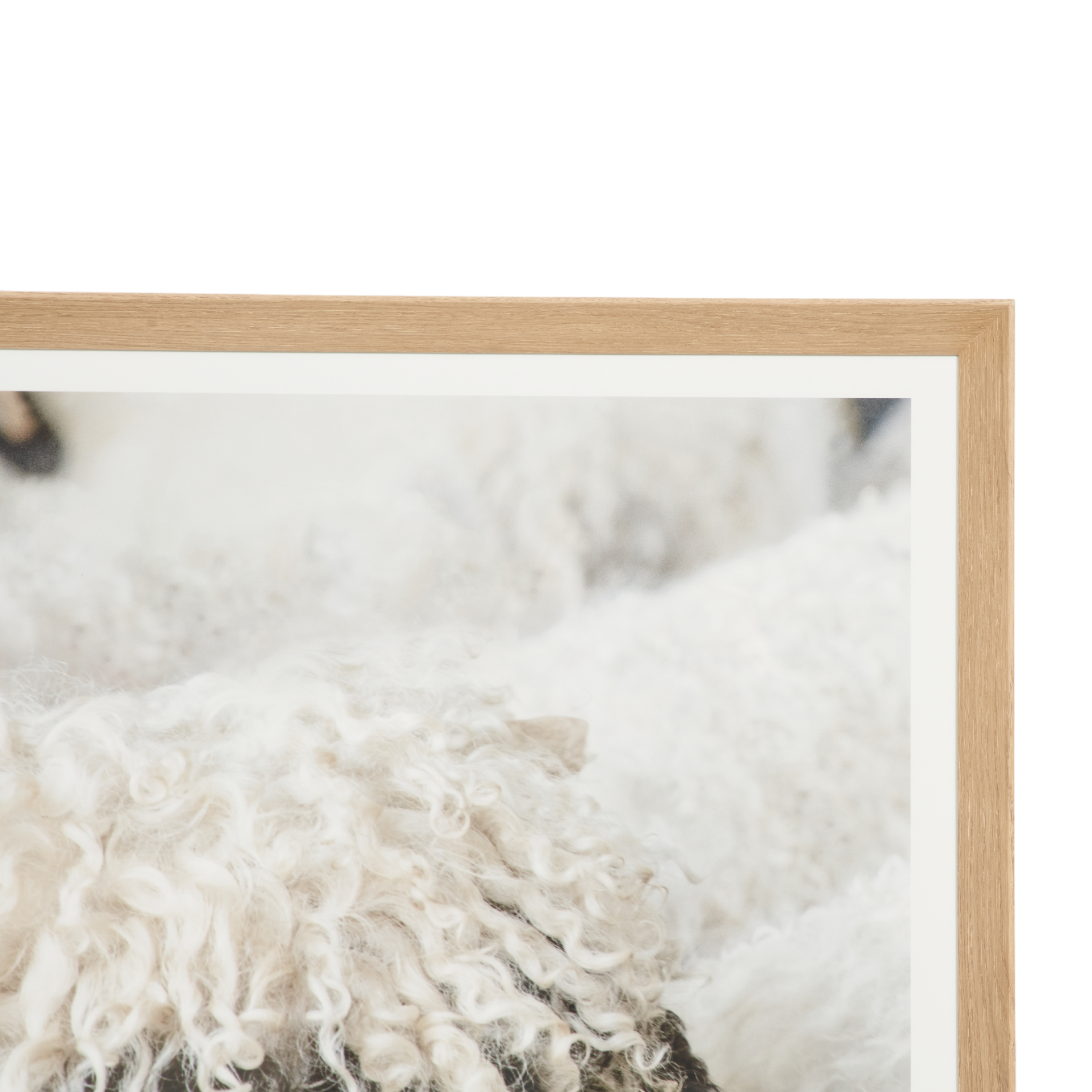 Valais Sheep