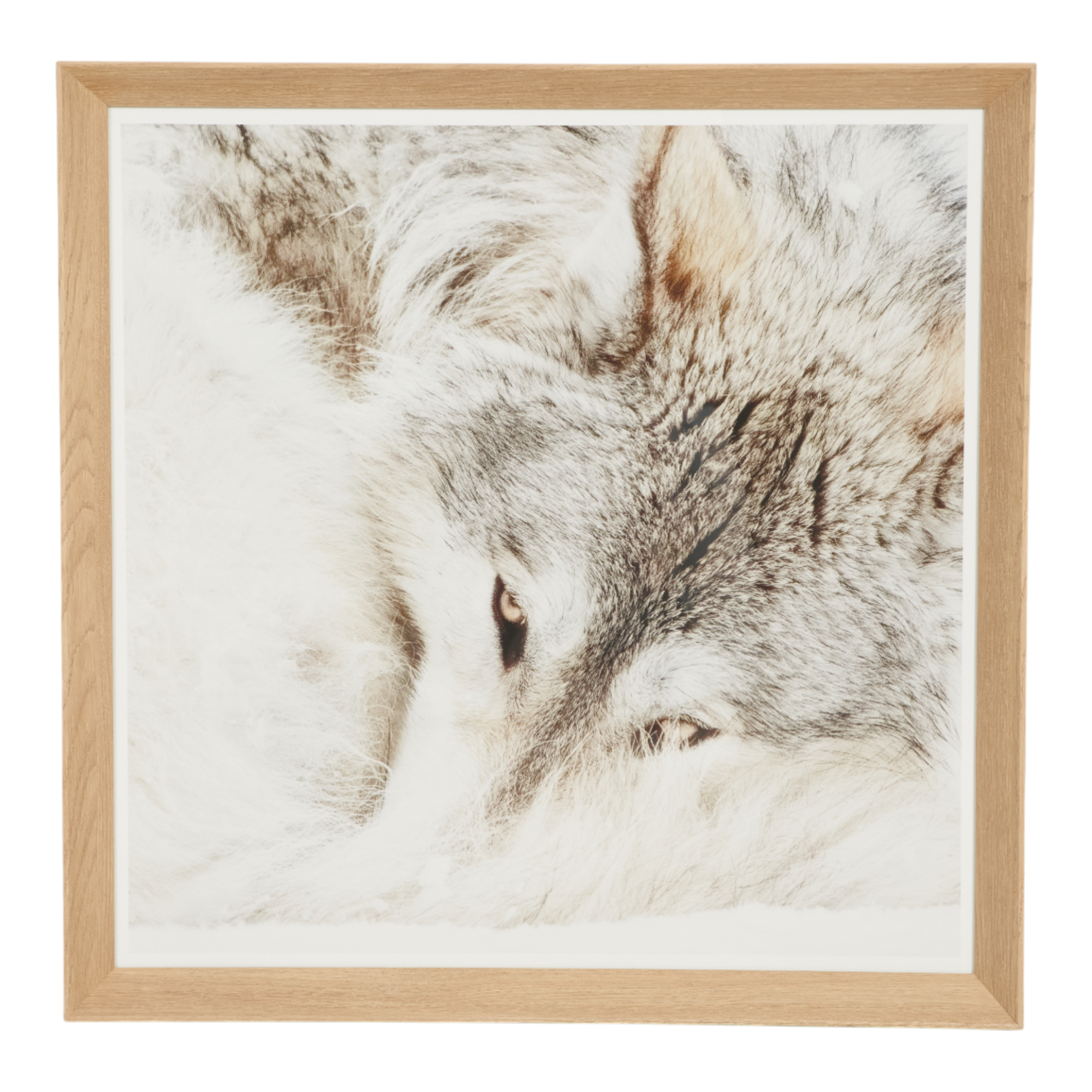 Resting Wolf