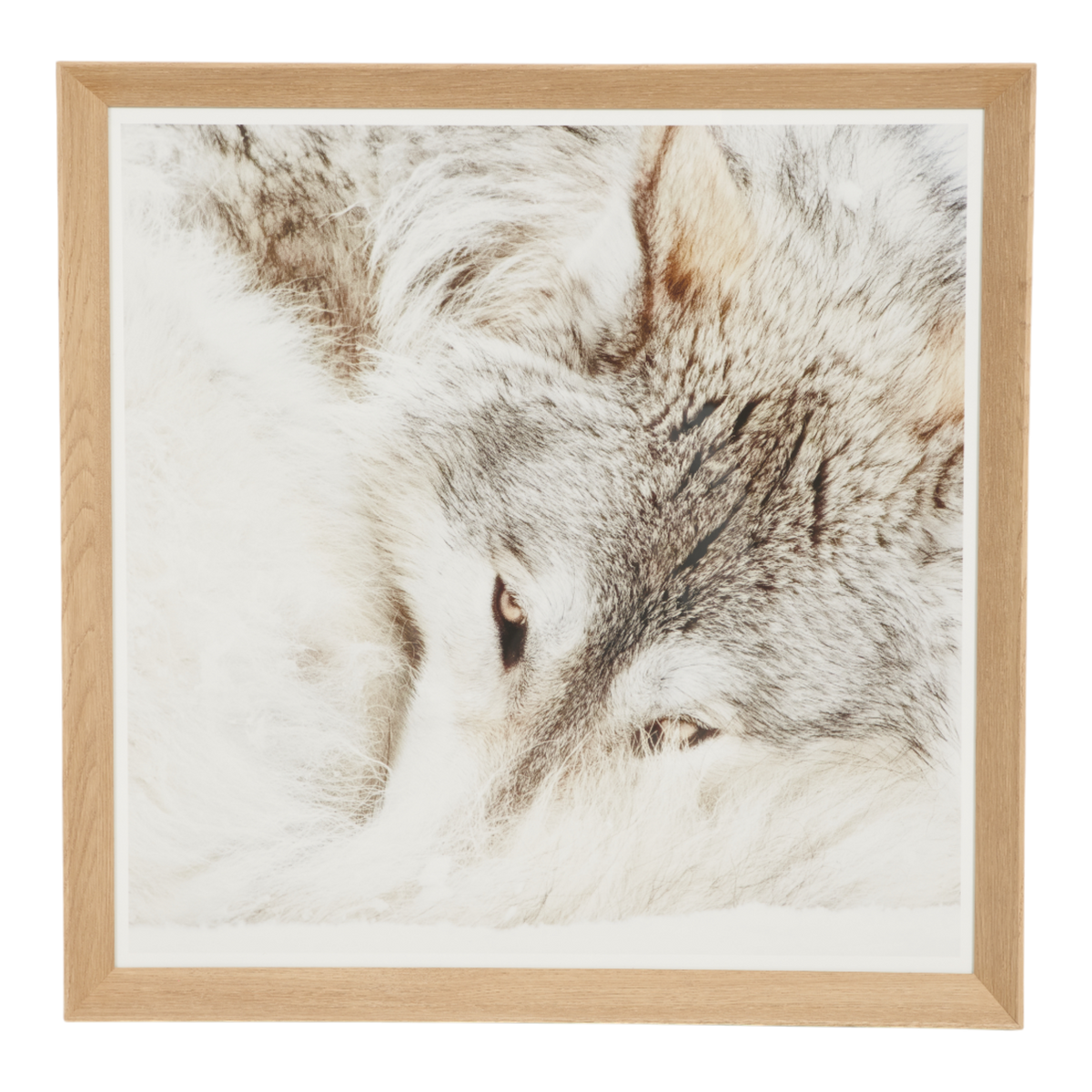 Resting Wolf