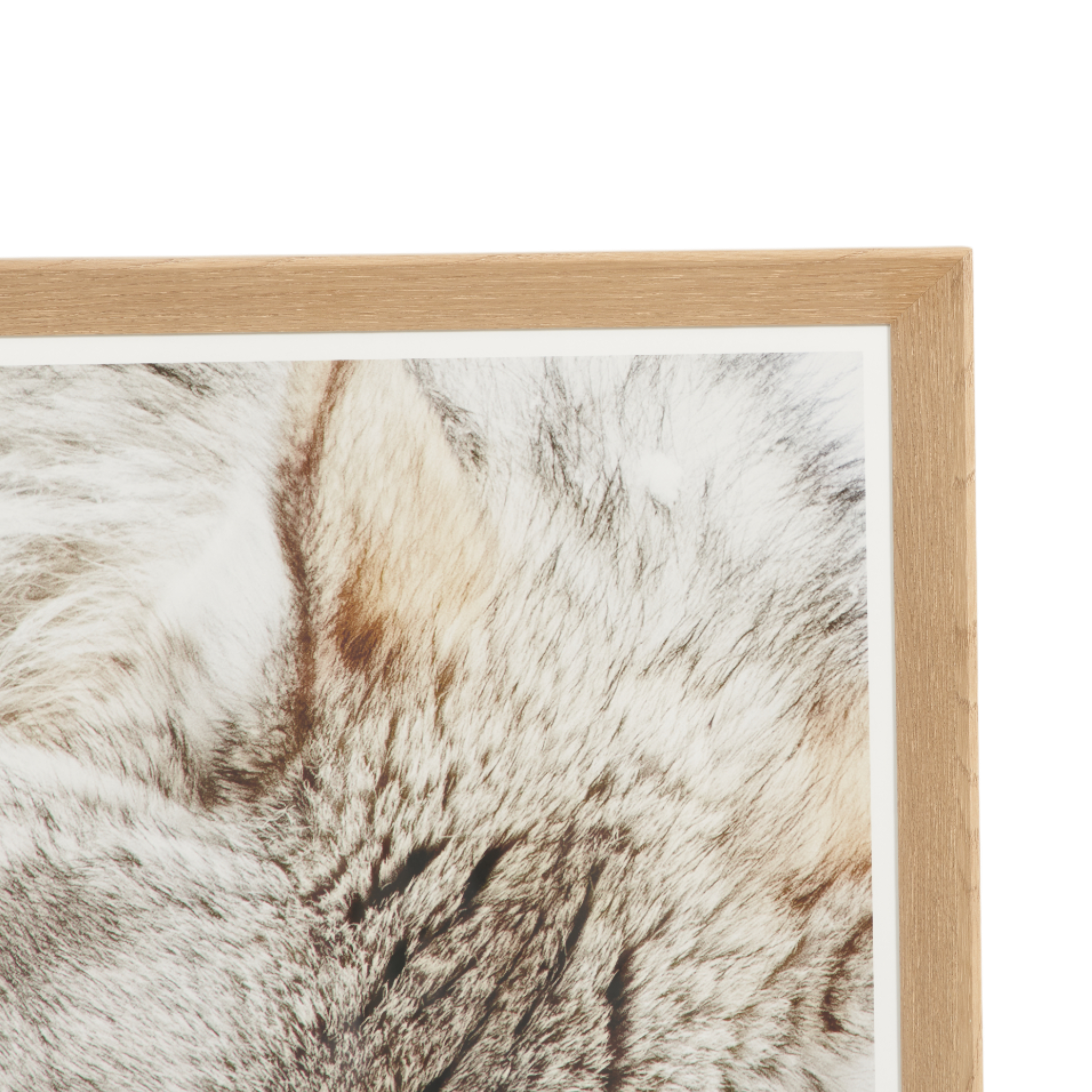 Resting Wolf