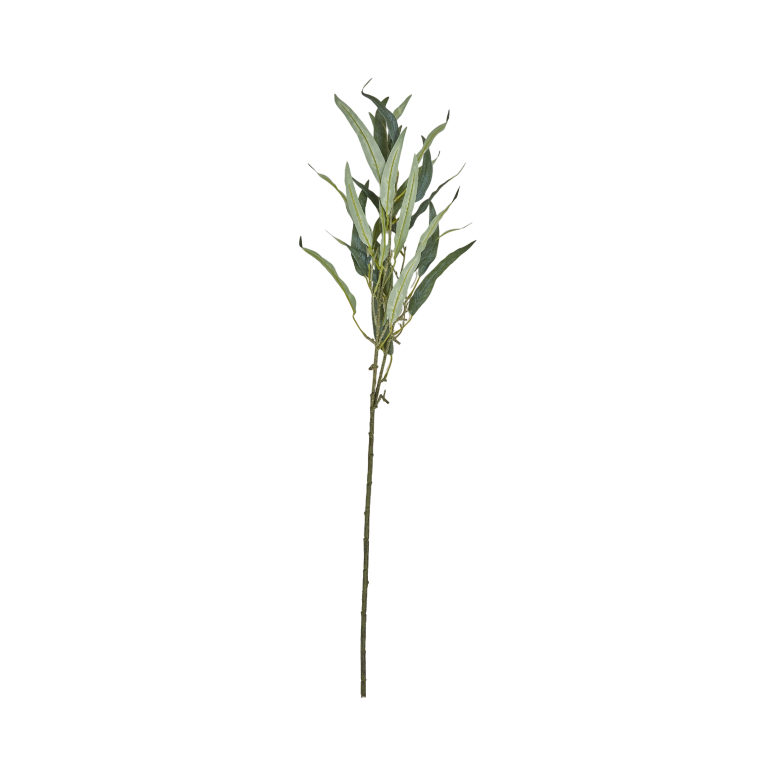 Eucalyptus Stem