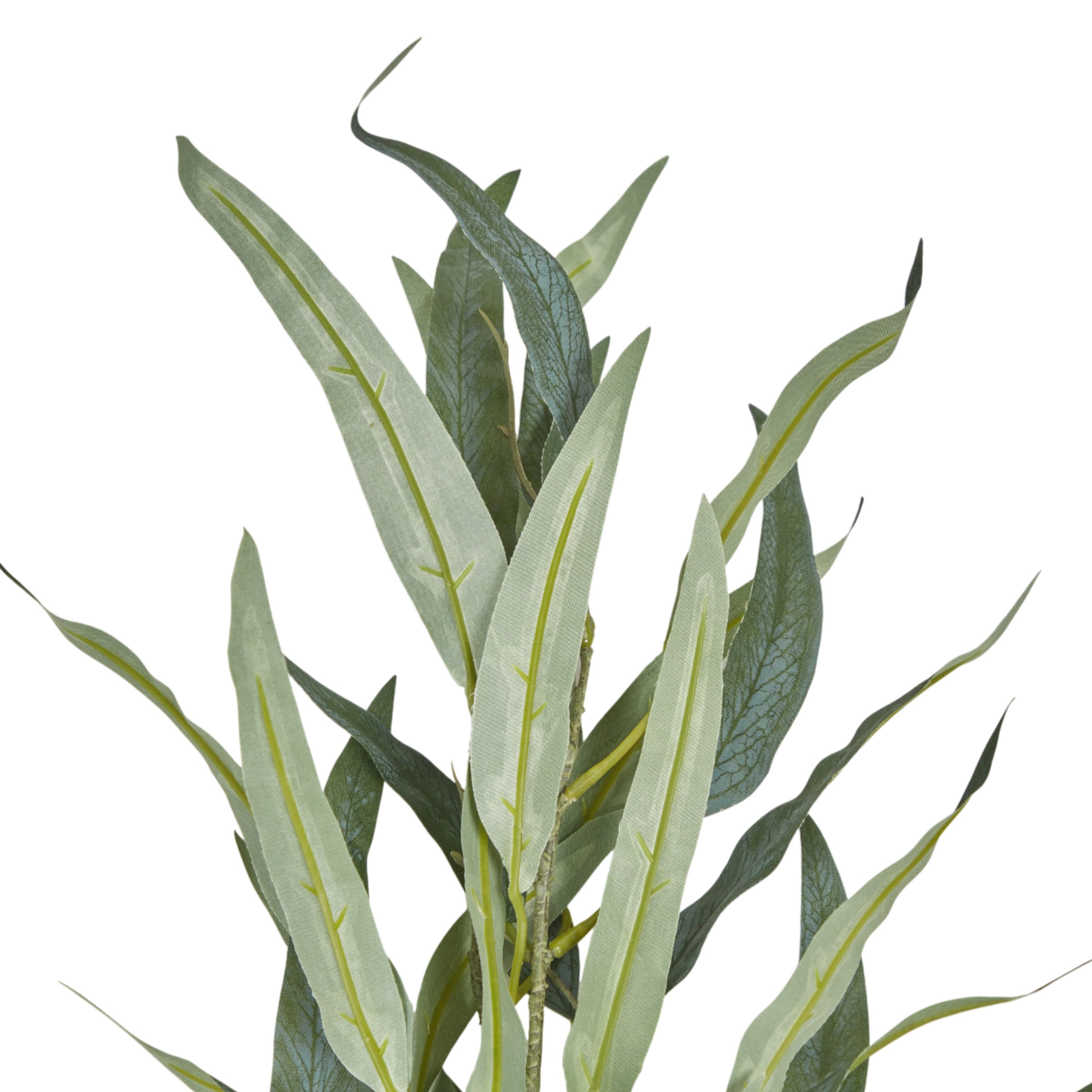 Eucalyptus Stem