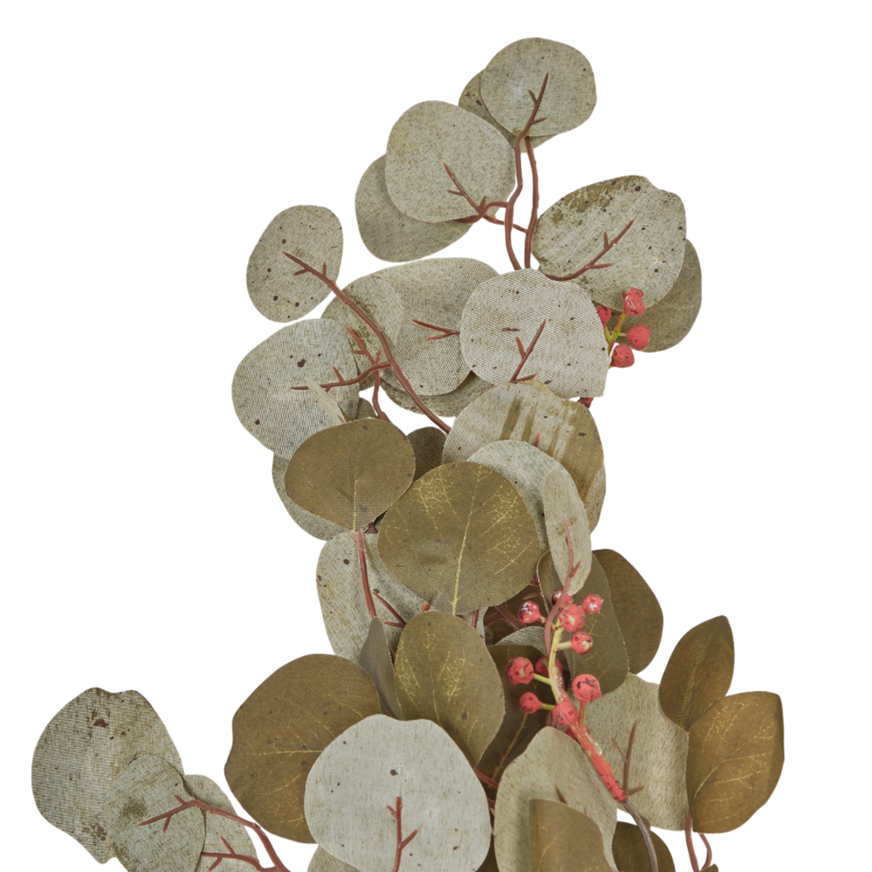 Eucalyptus Stem