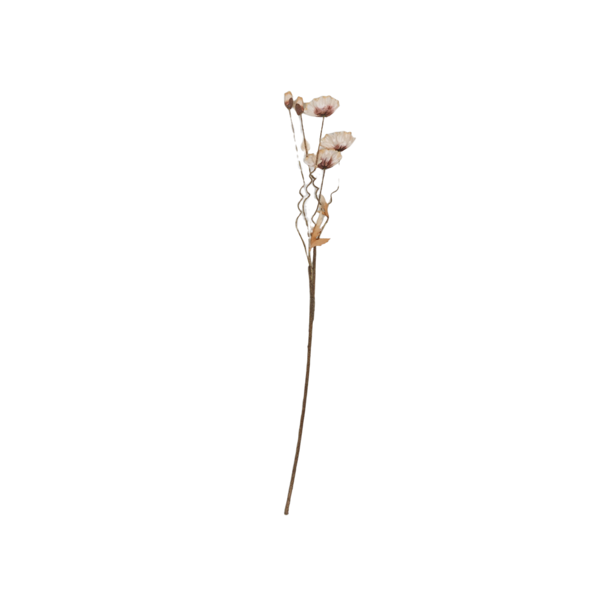 Poppy Stem
