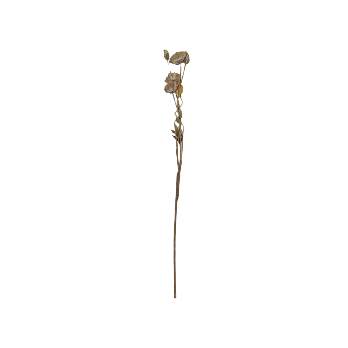Poppy Stem