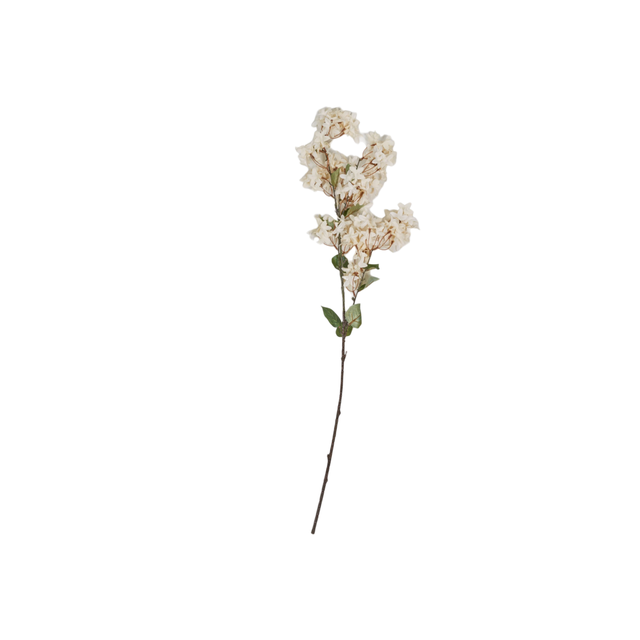 Myrtle Branch