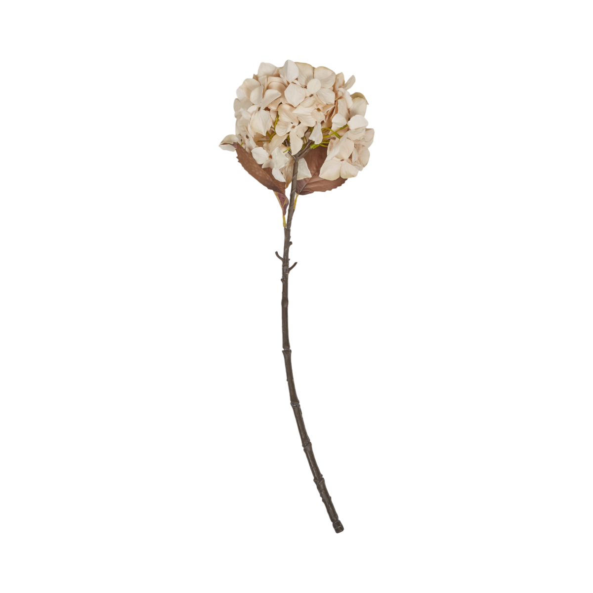 Hydrangea Stem