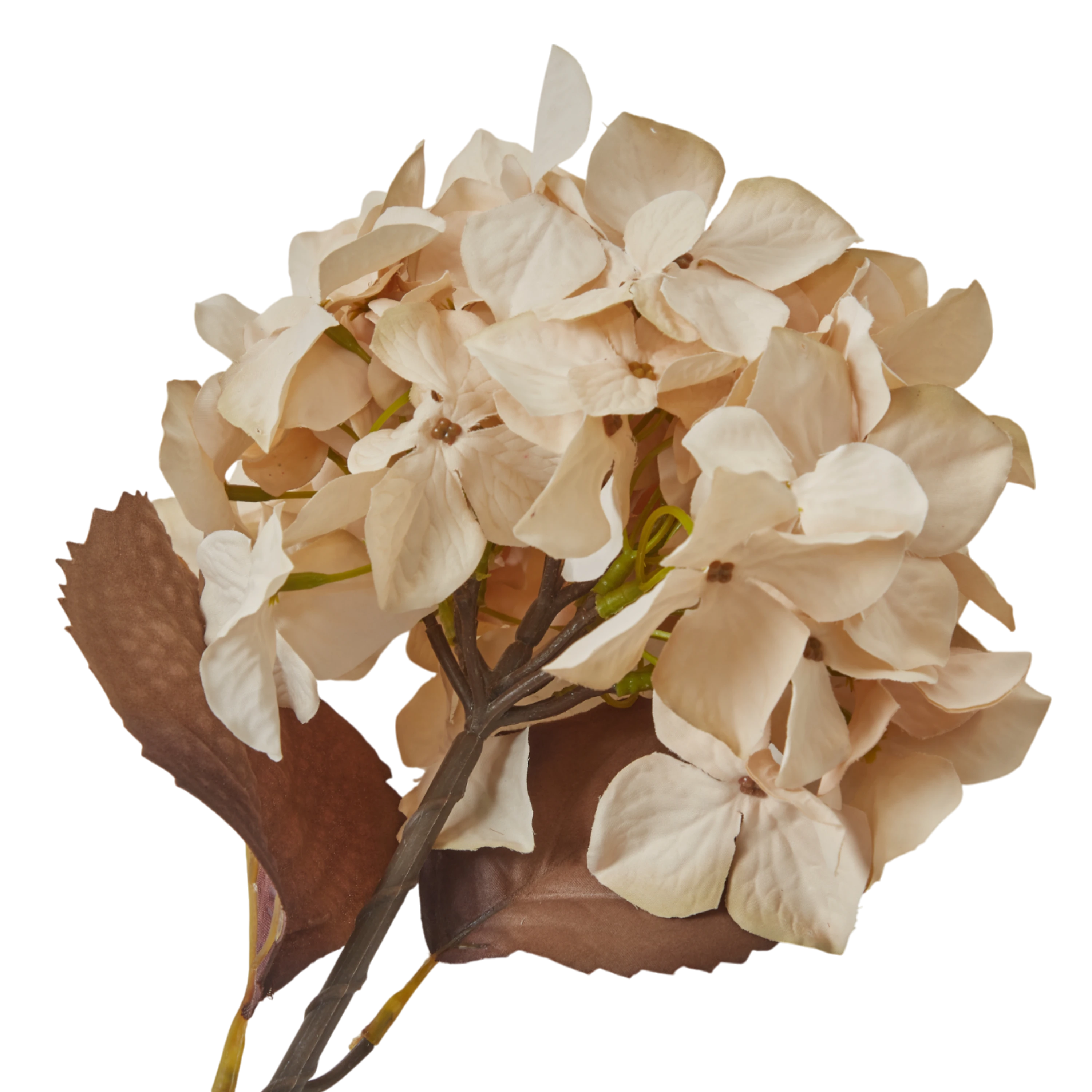 Hydrangea Stem