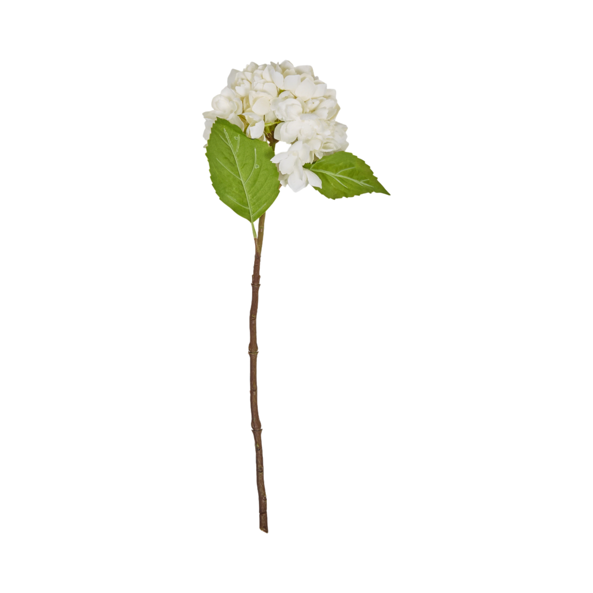 Hydrangea Stem