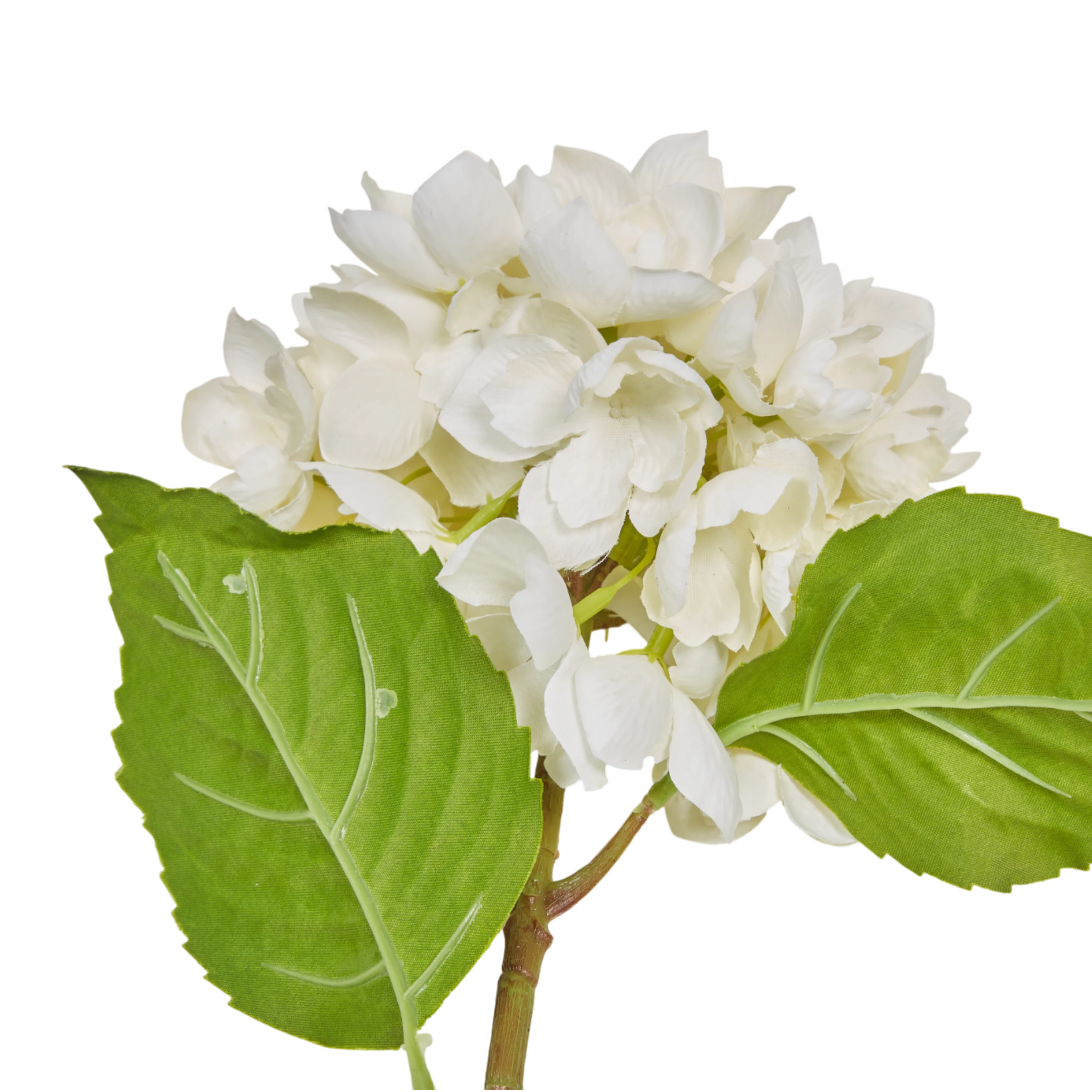 Hydrangea Stem