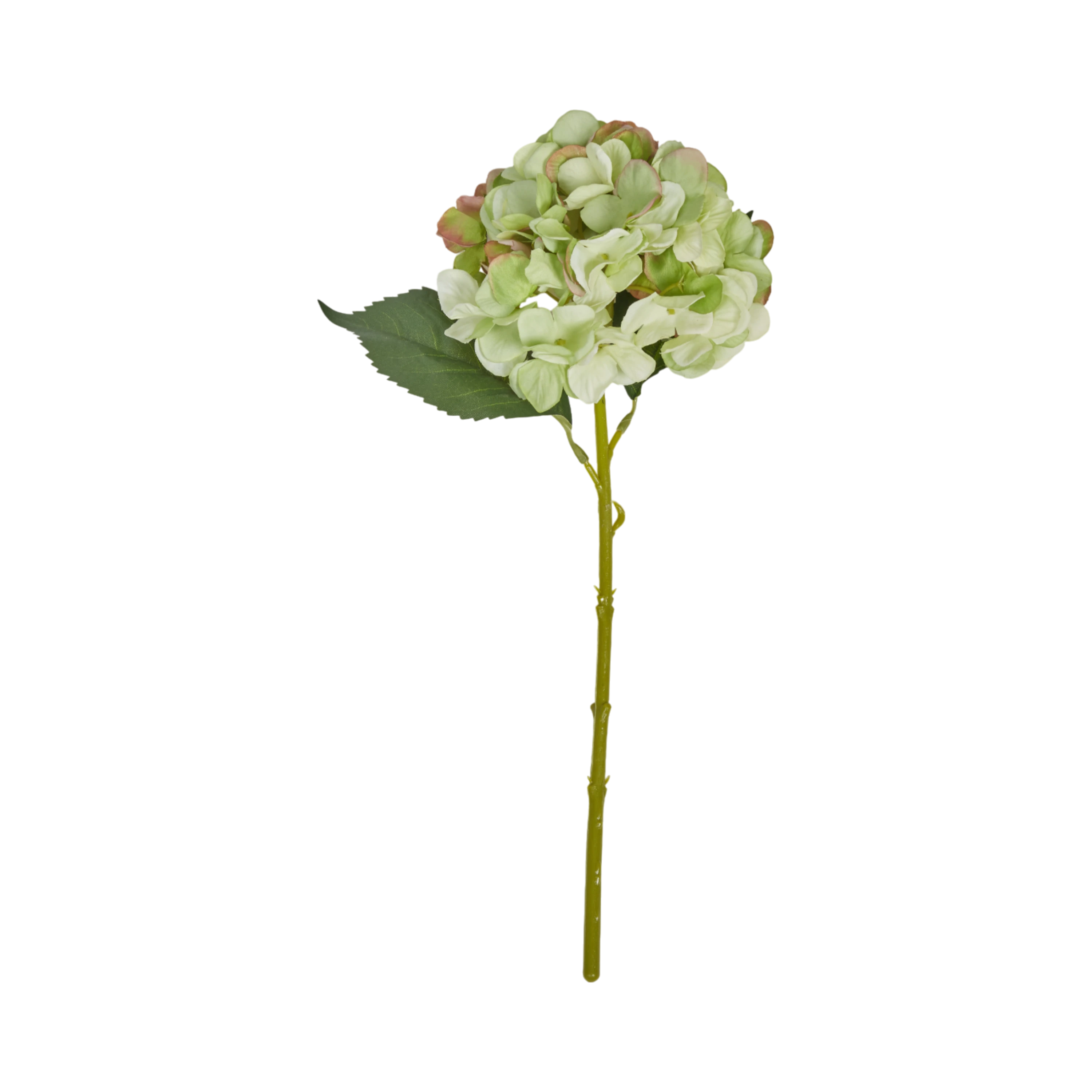 Hydrangea Stem