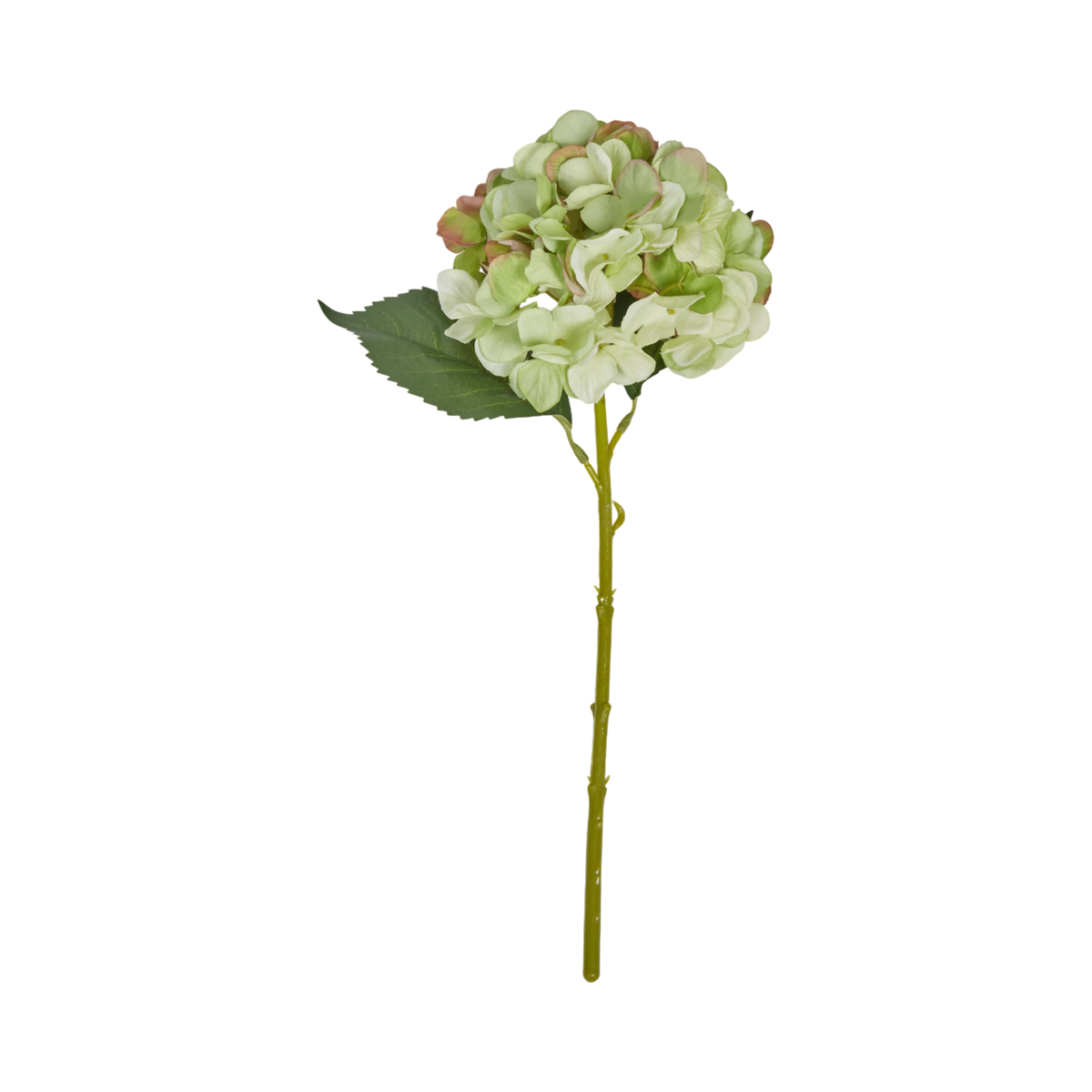 Hydrangea Stem