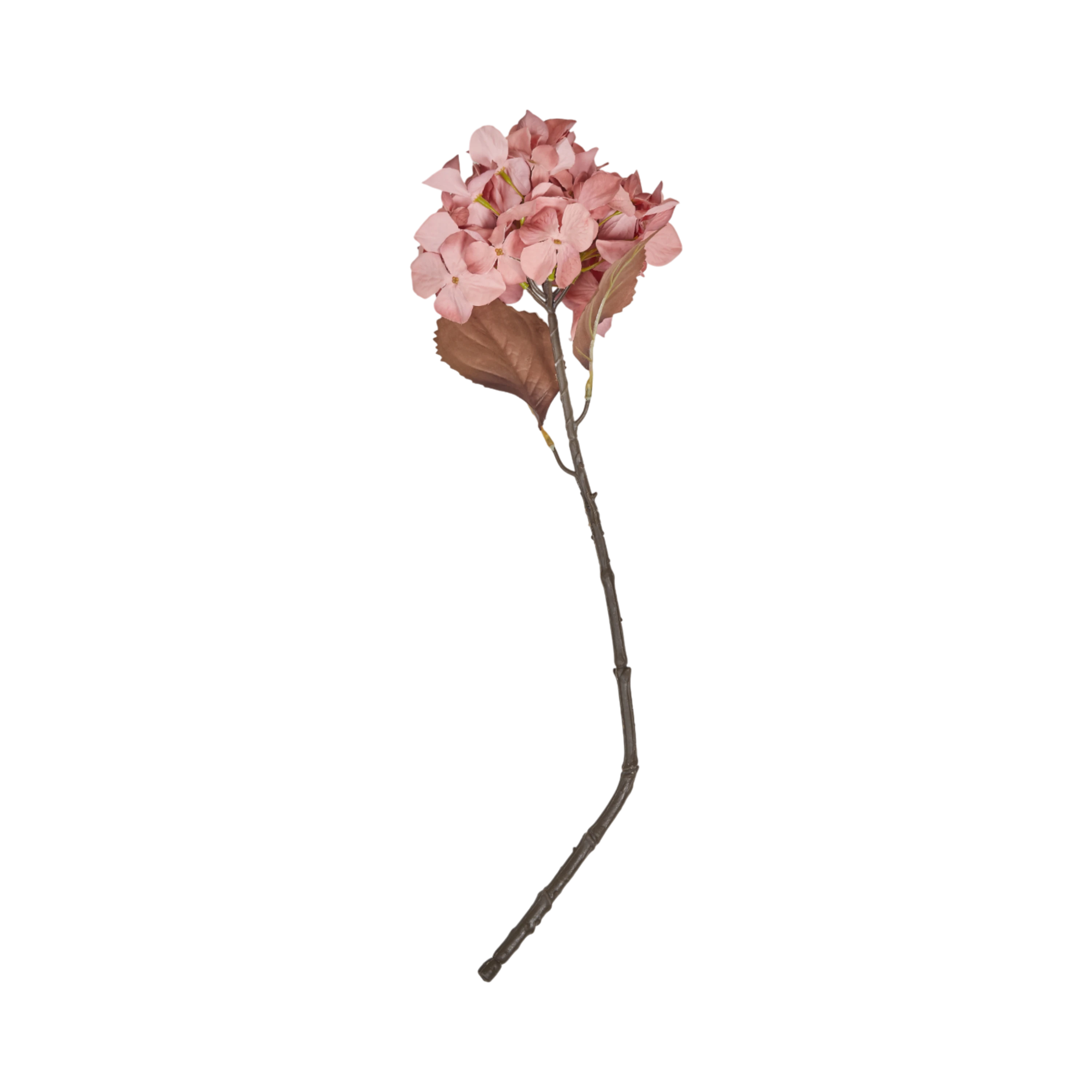 Hydrangea Stem