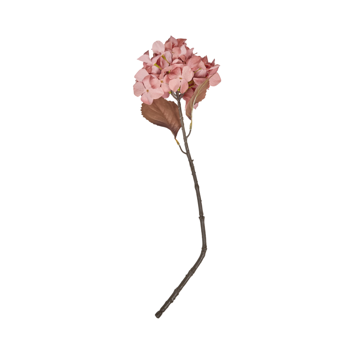 Hydrangea Stem