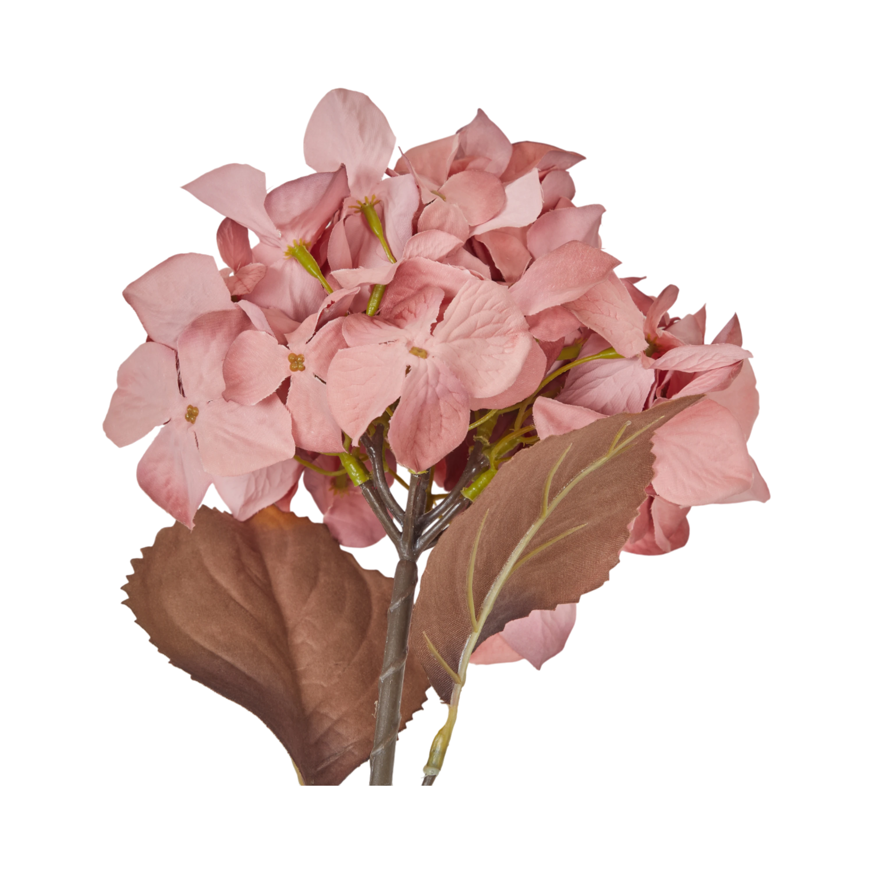 Hydrangea Stem