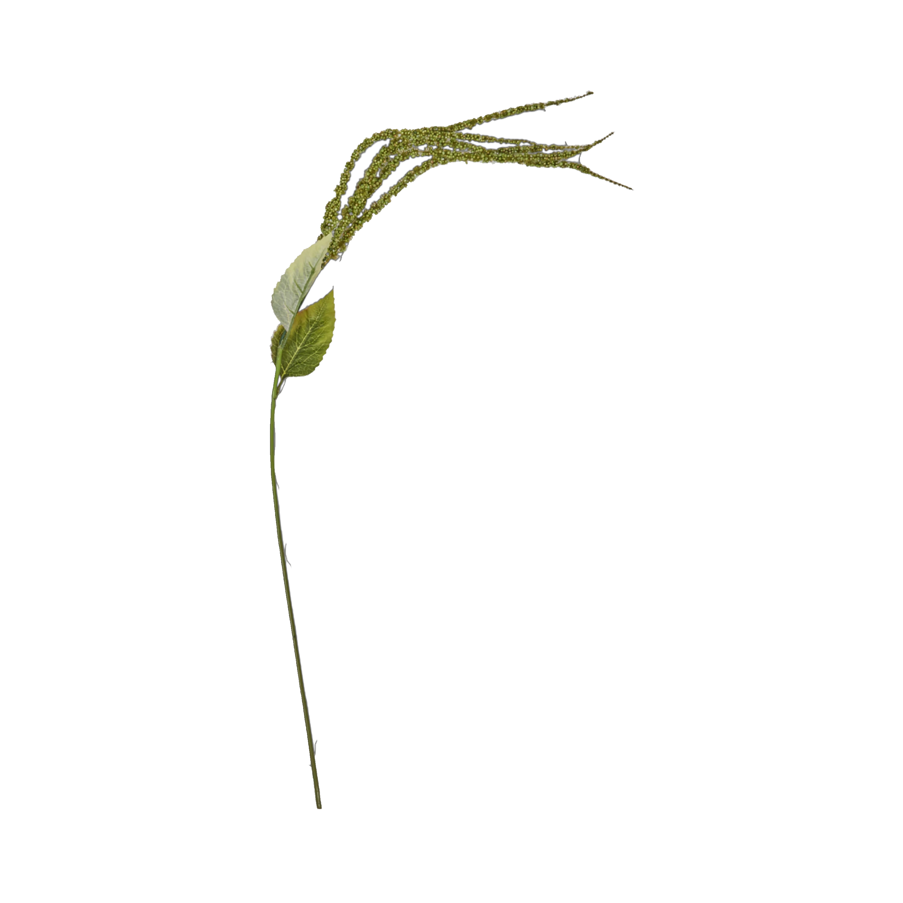 Foxtail Stem