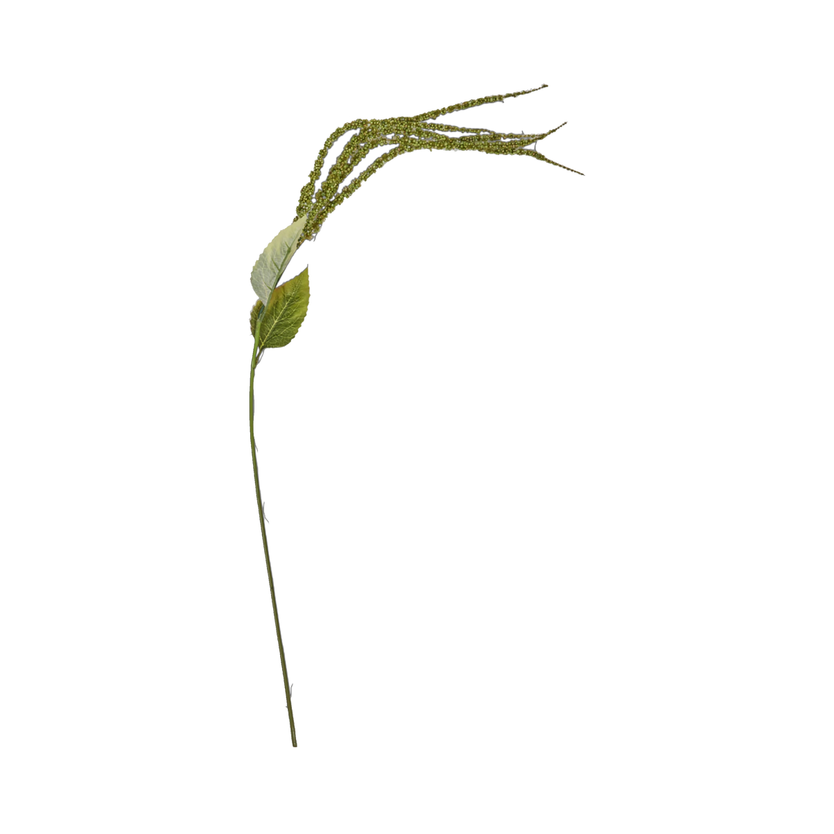 Foxtail Stem